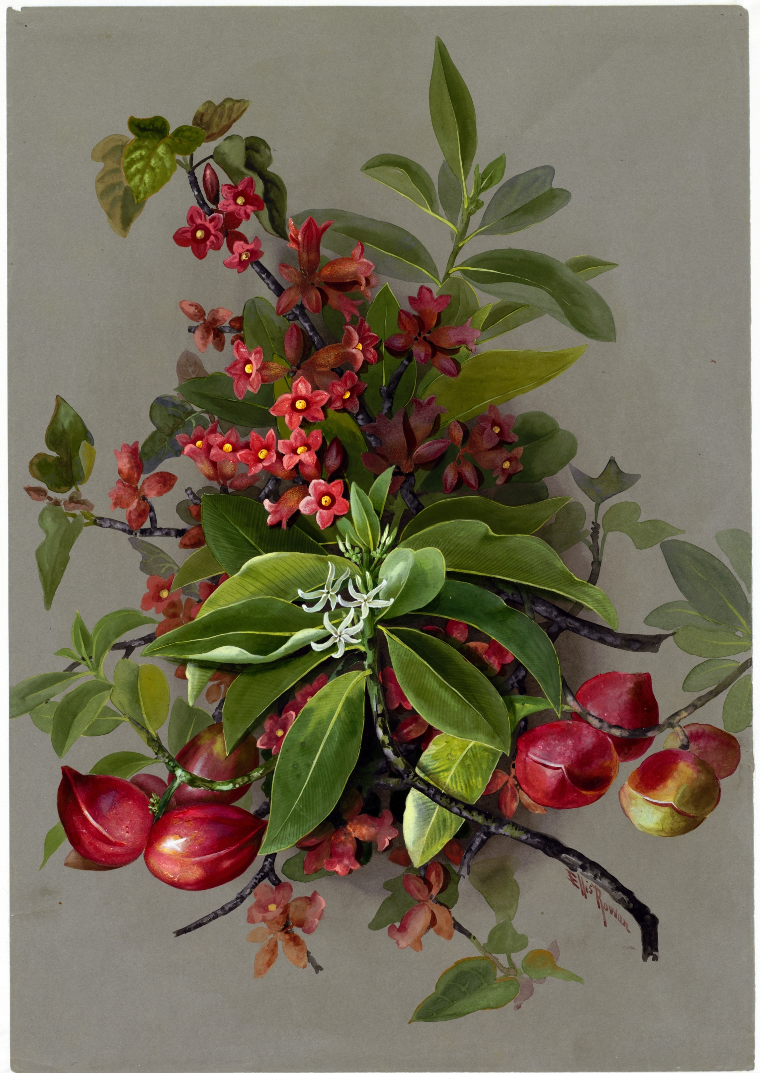 no full size  illustration available (3a)