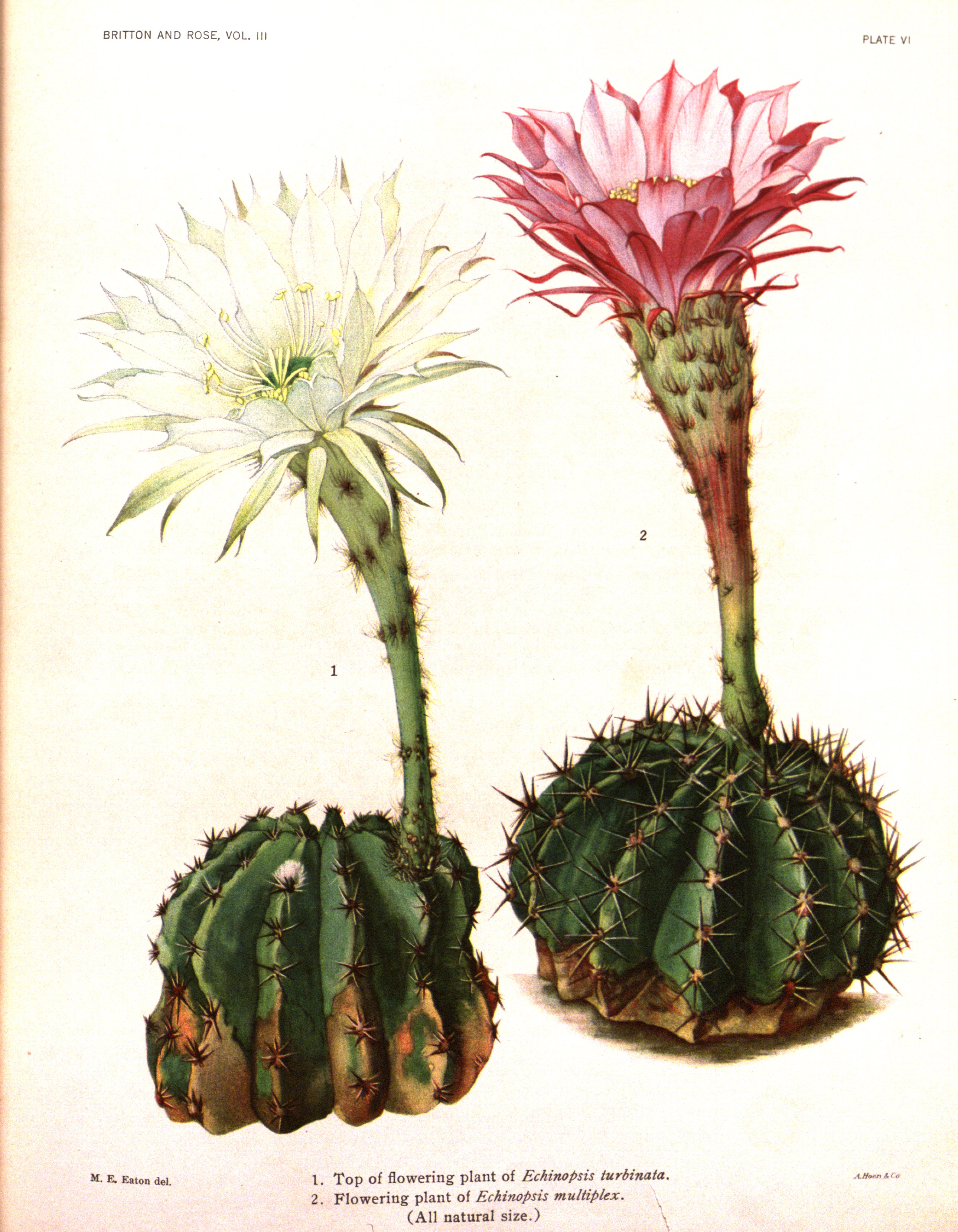 no full size  illustration available (3a)