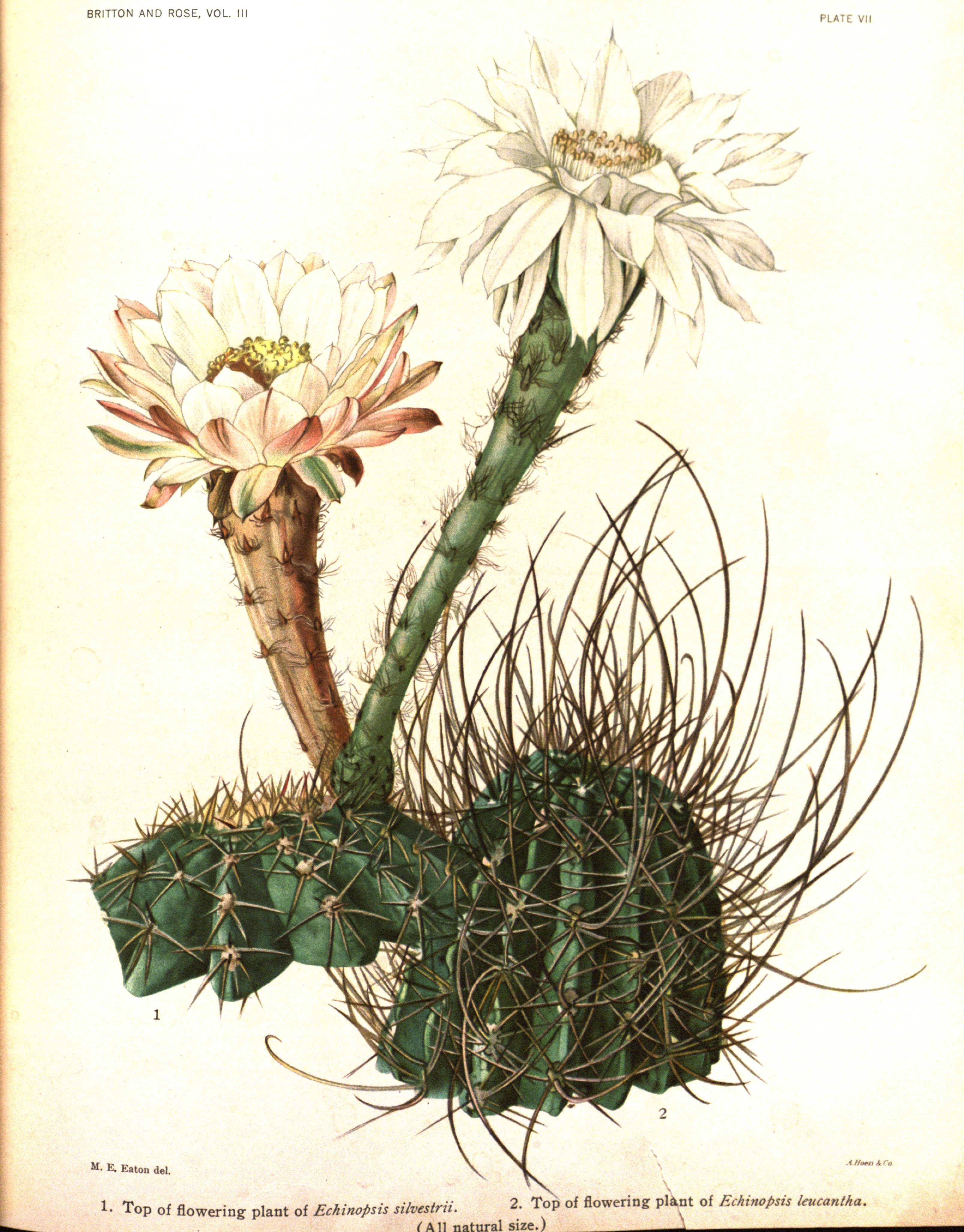 no full size  illustration available (3a)