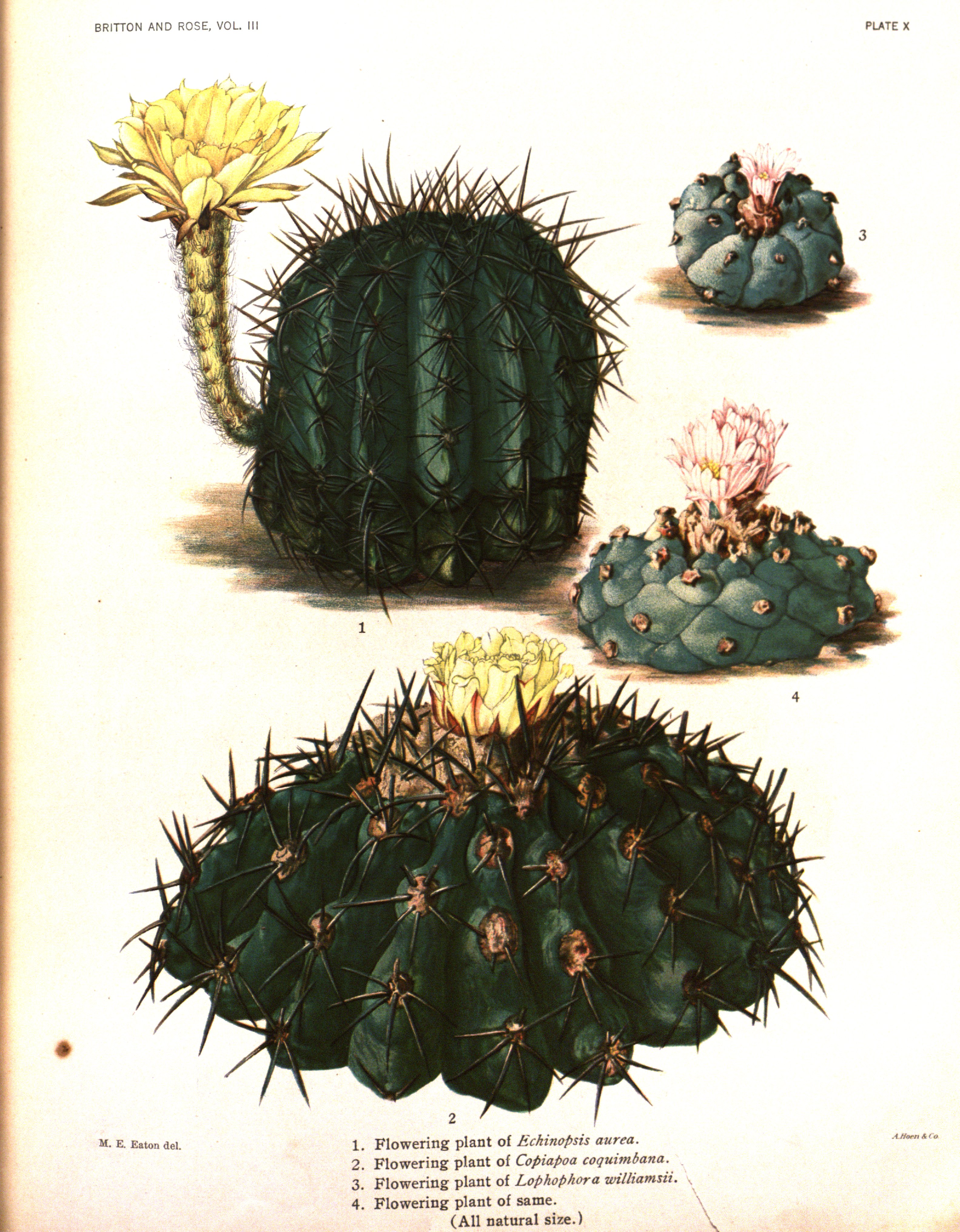 no full size  illustration available (3a)