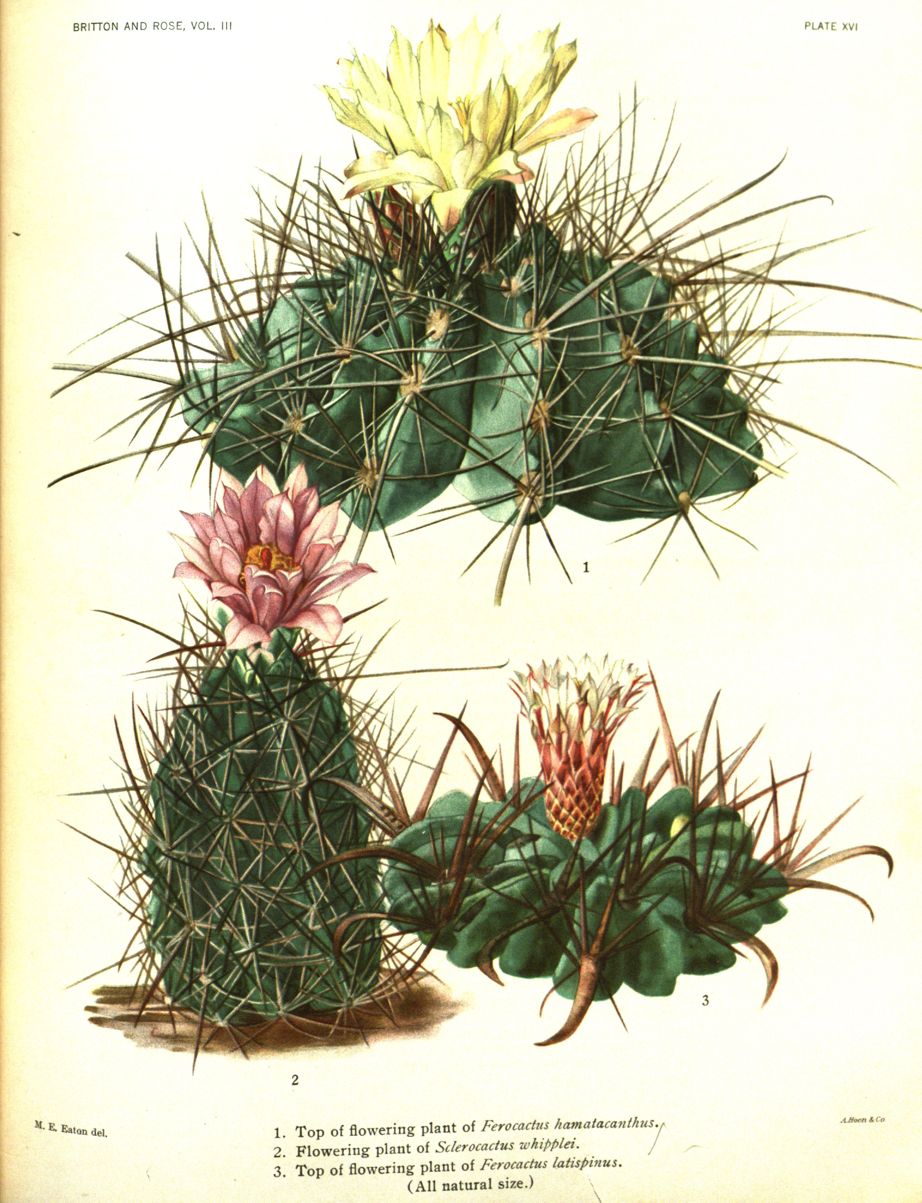 no full size  illustration available (3a)