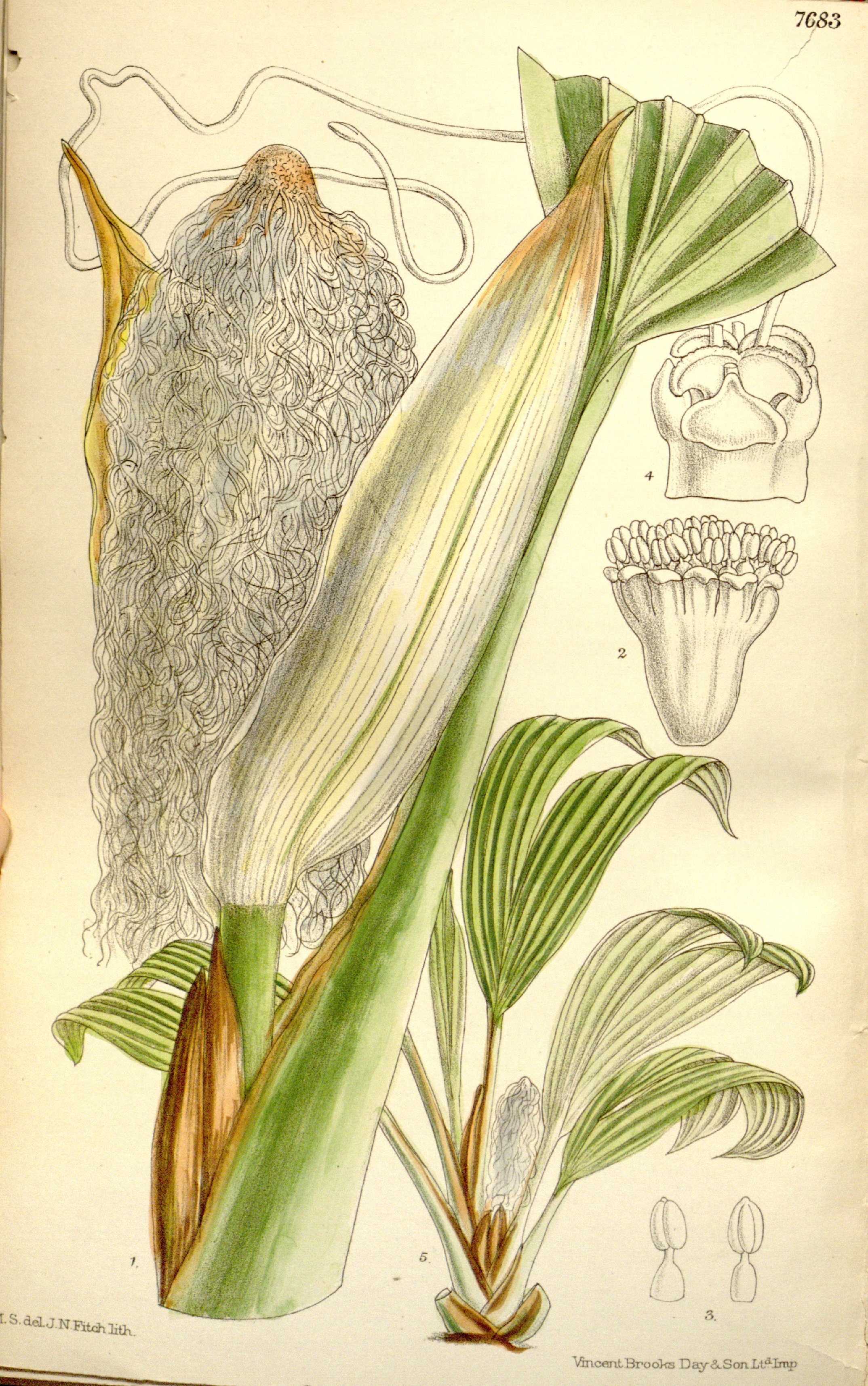 no full size  illustration available (3a)