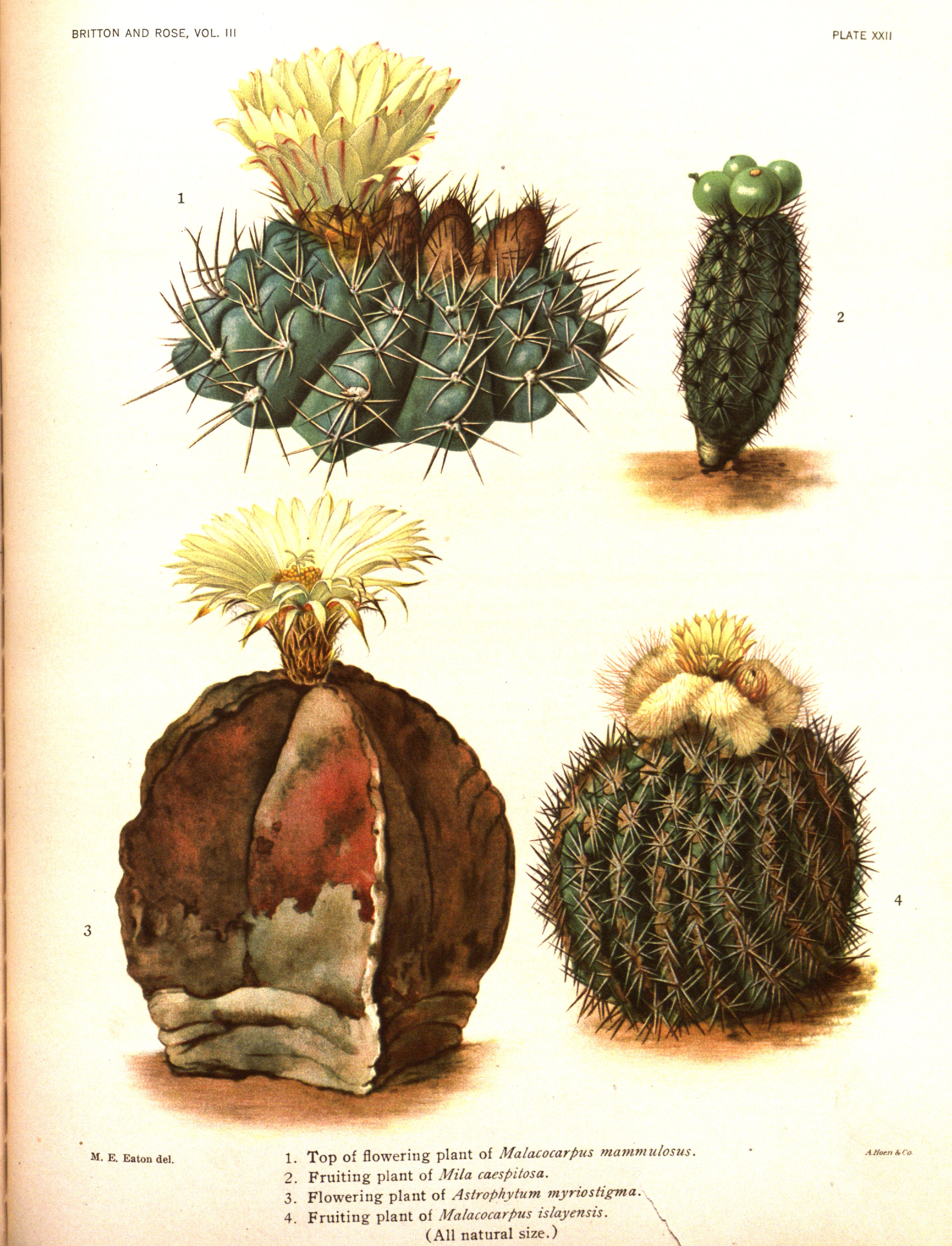 no full size  illustration available (3a)