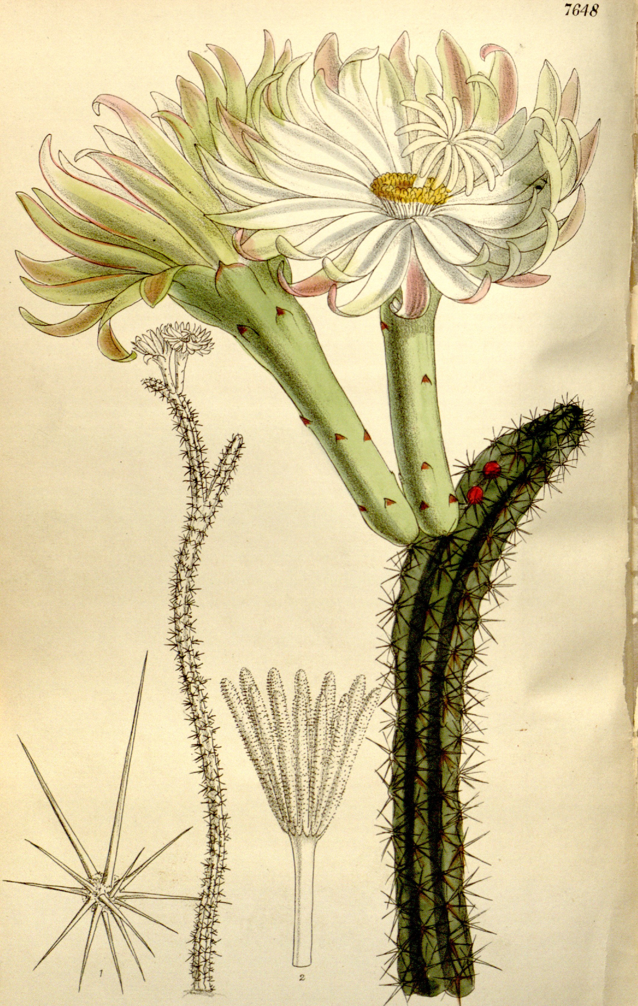 no full size  illustration available (3a)