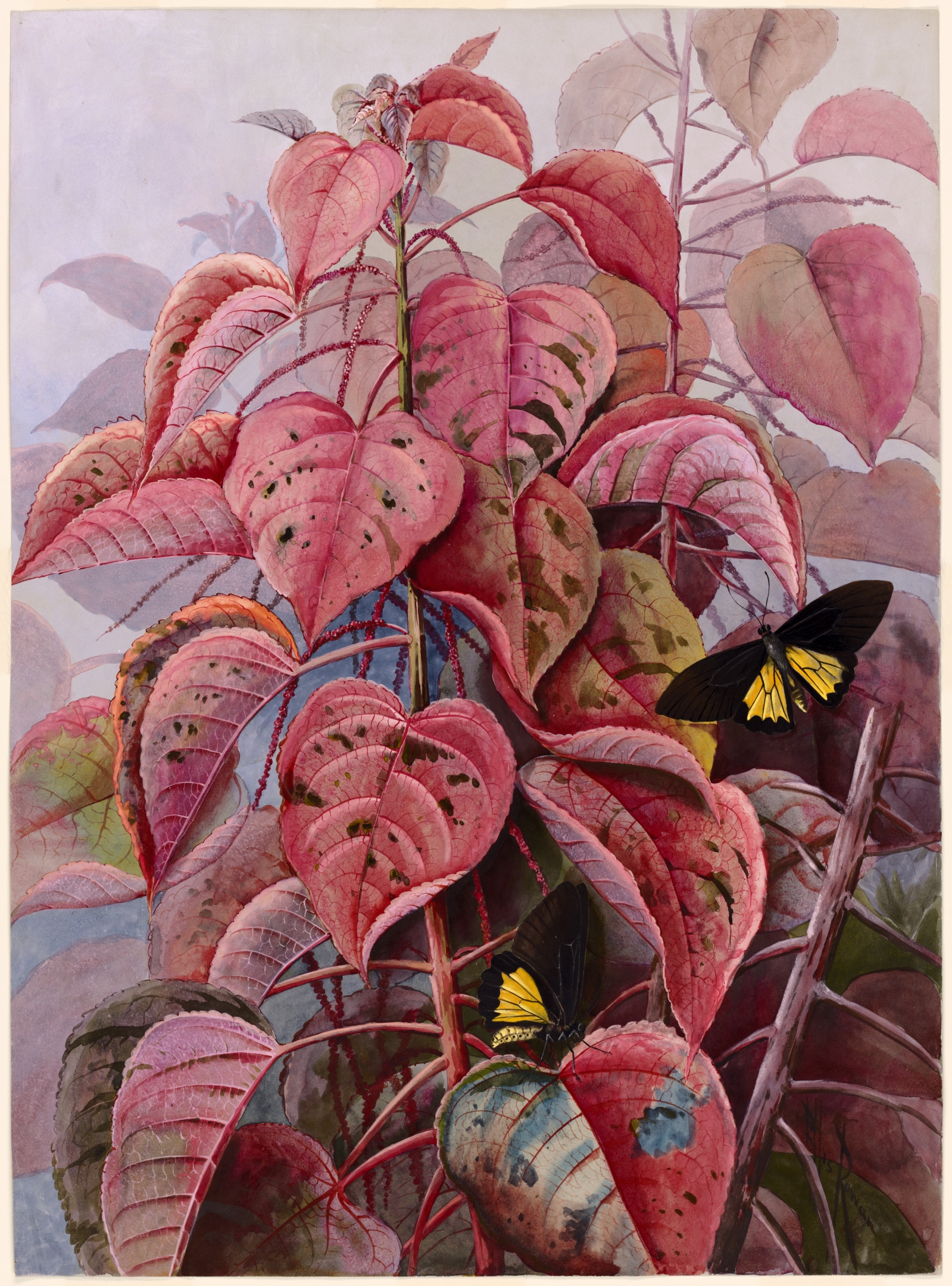 no full size  illustration available (3a)