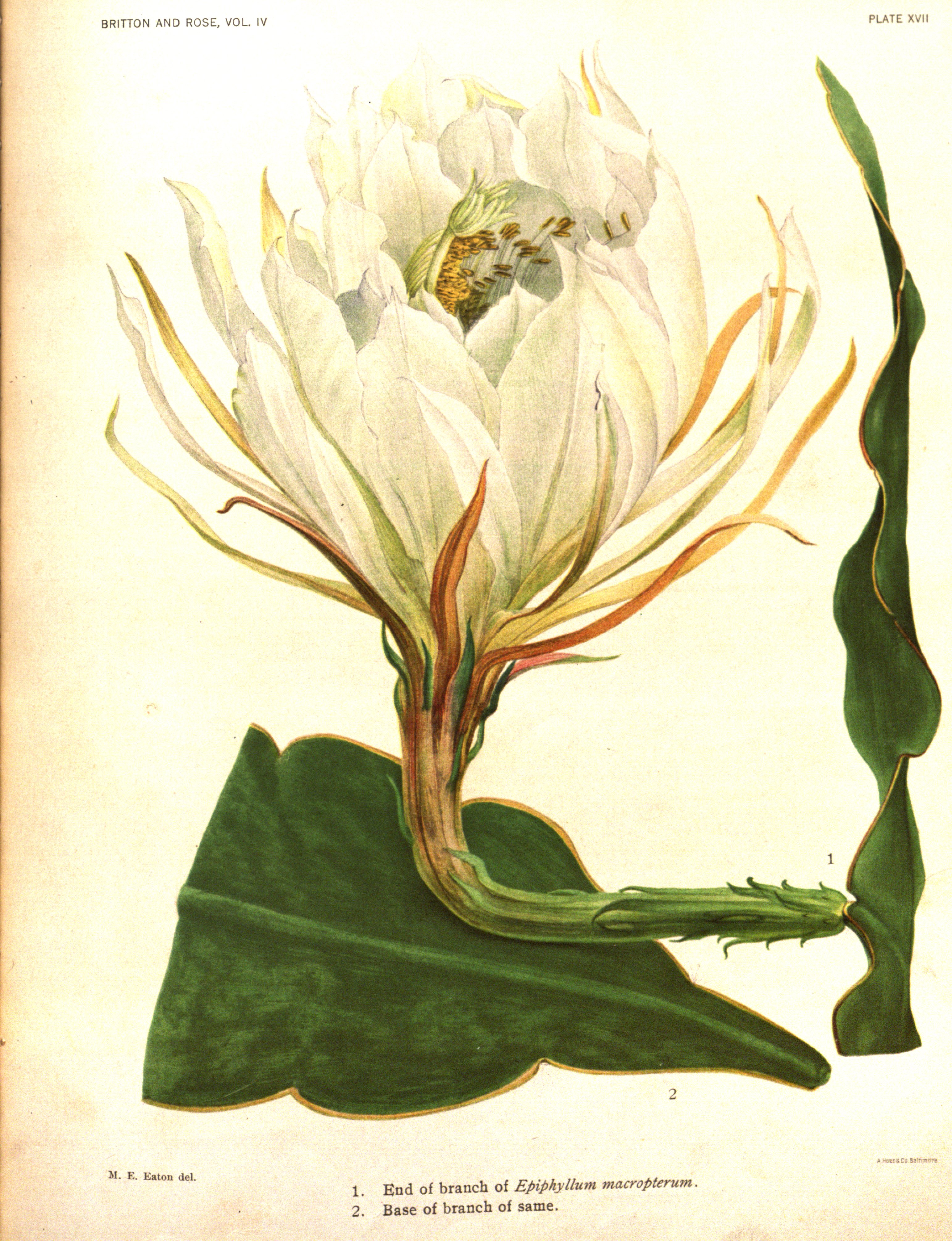 no full size  illustration available (3a)