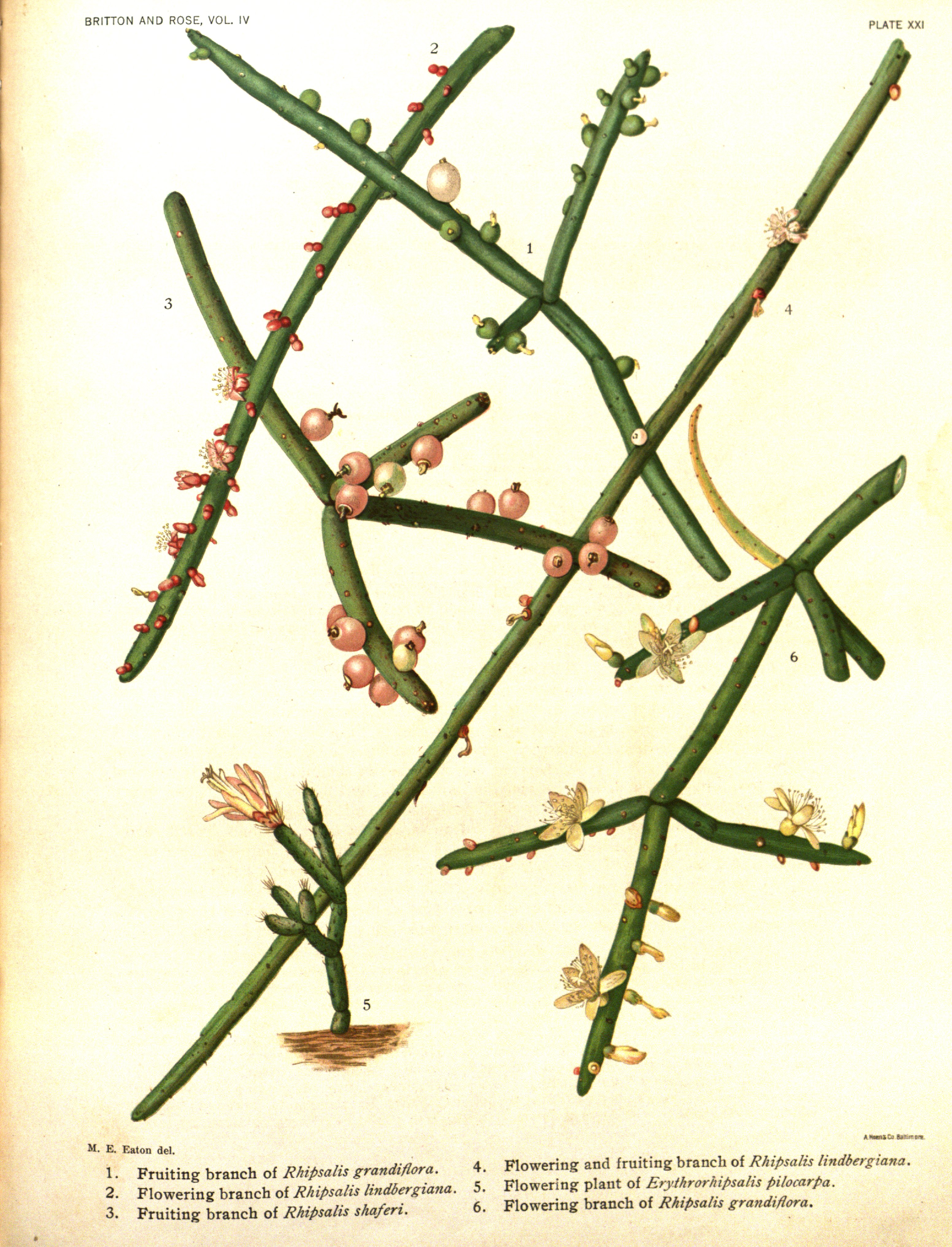 no full size  illustration available (3a)