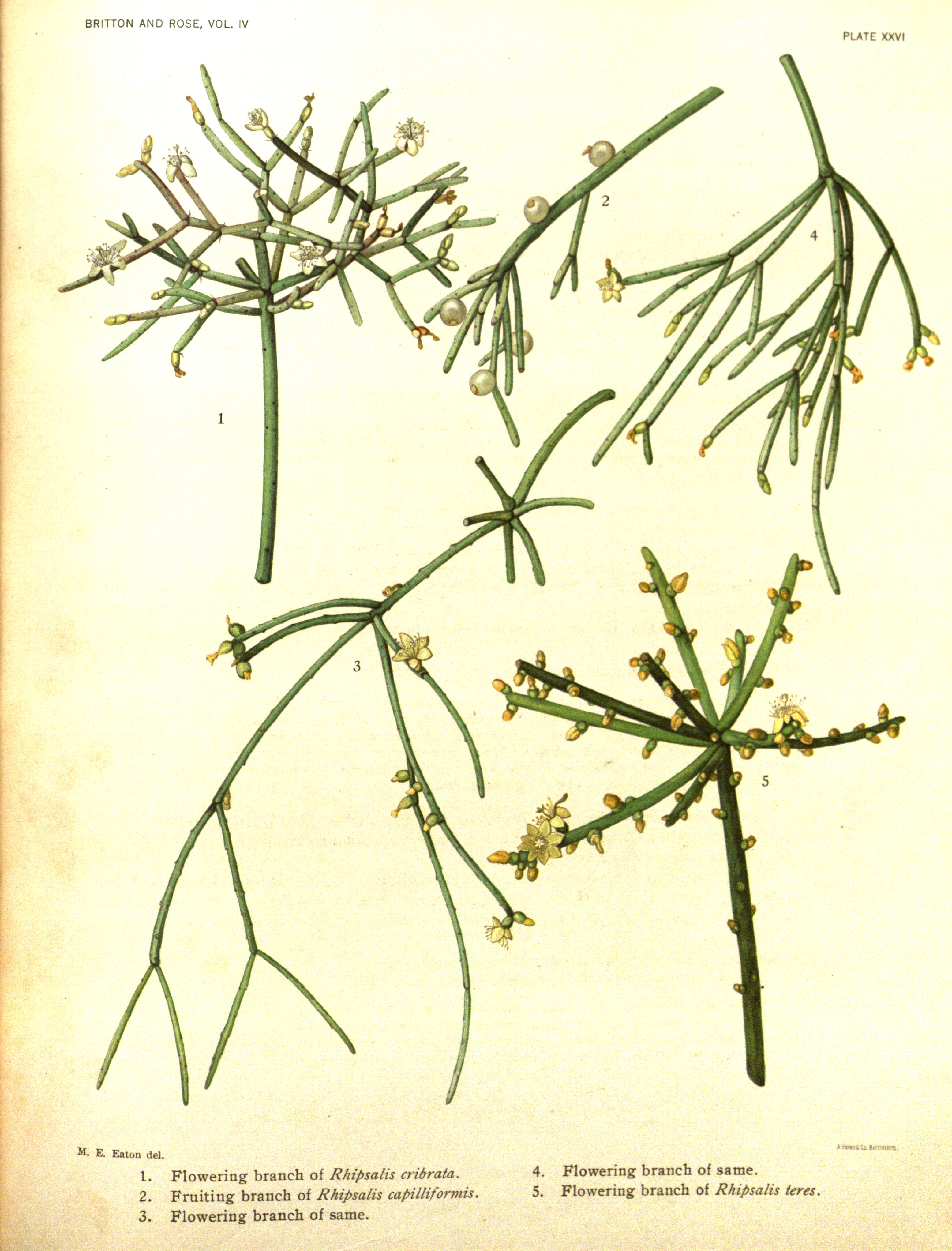 no full size  illustration available (3a)