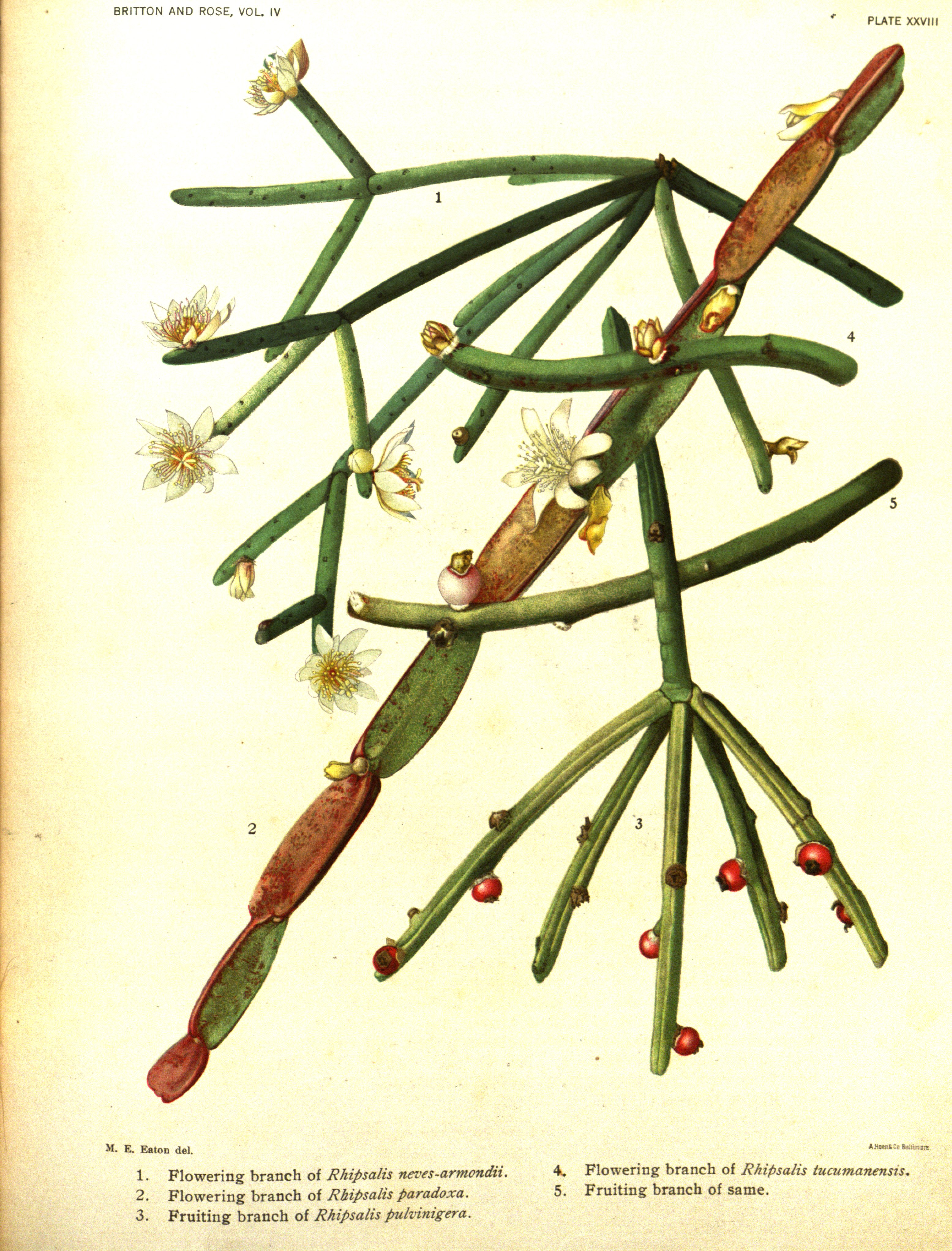 no full size  illustration available (3a)