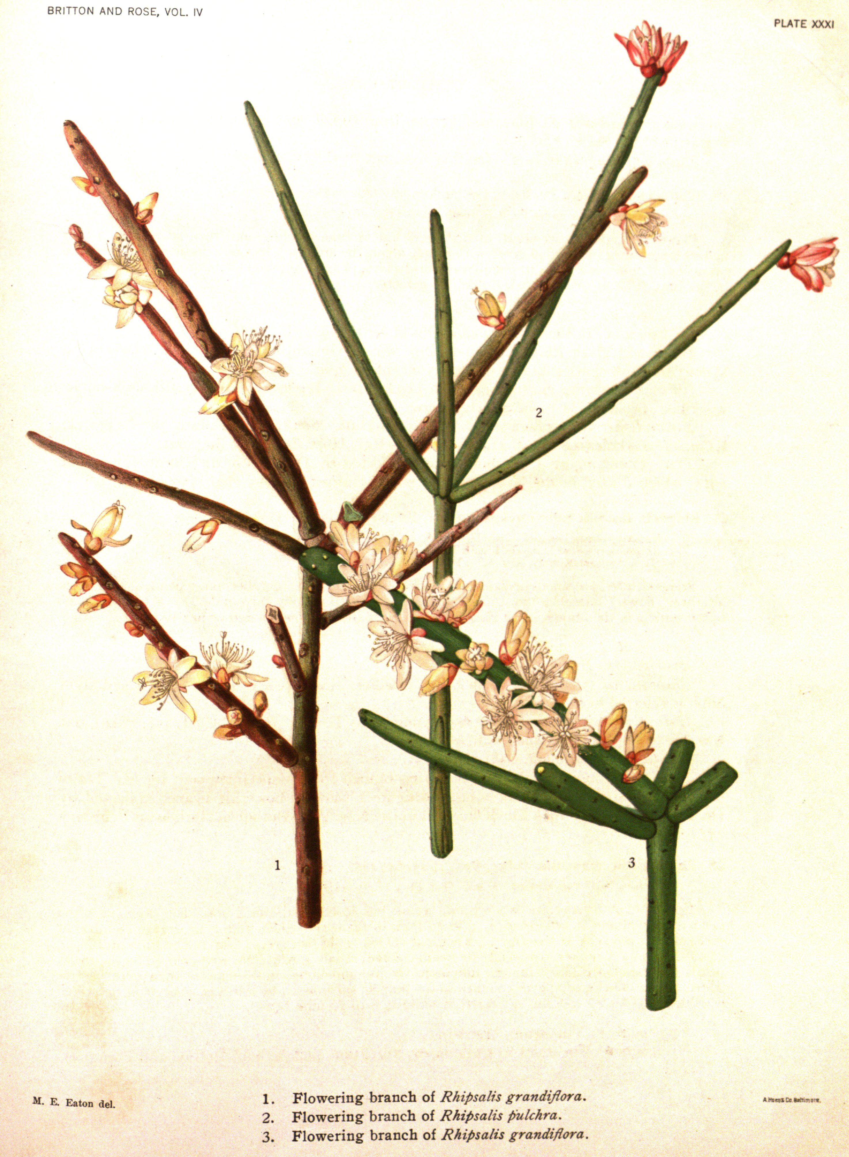 no full size  illustration available (3a)