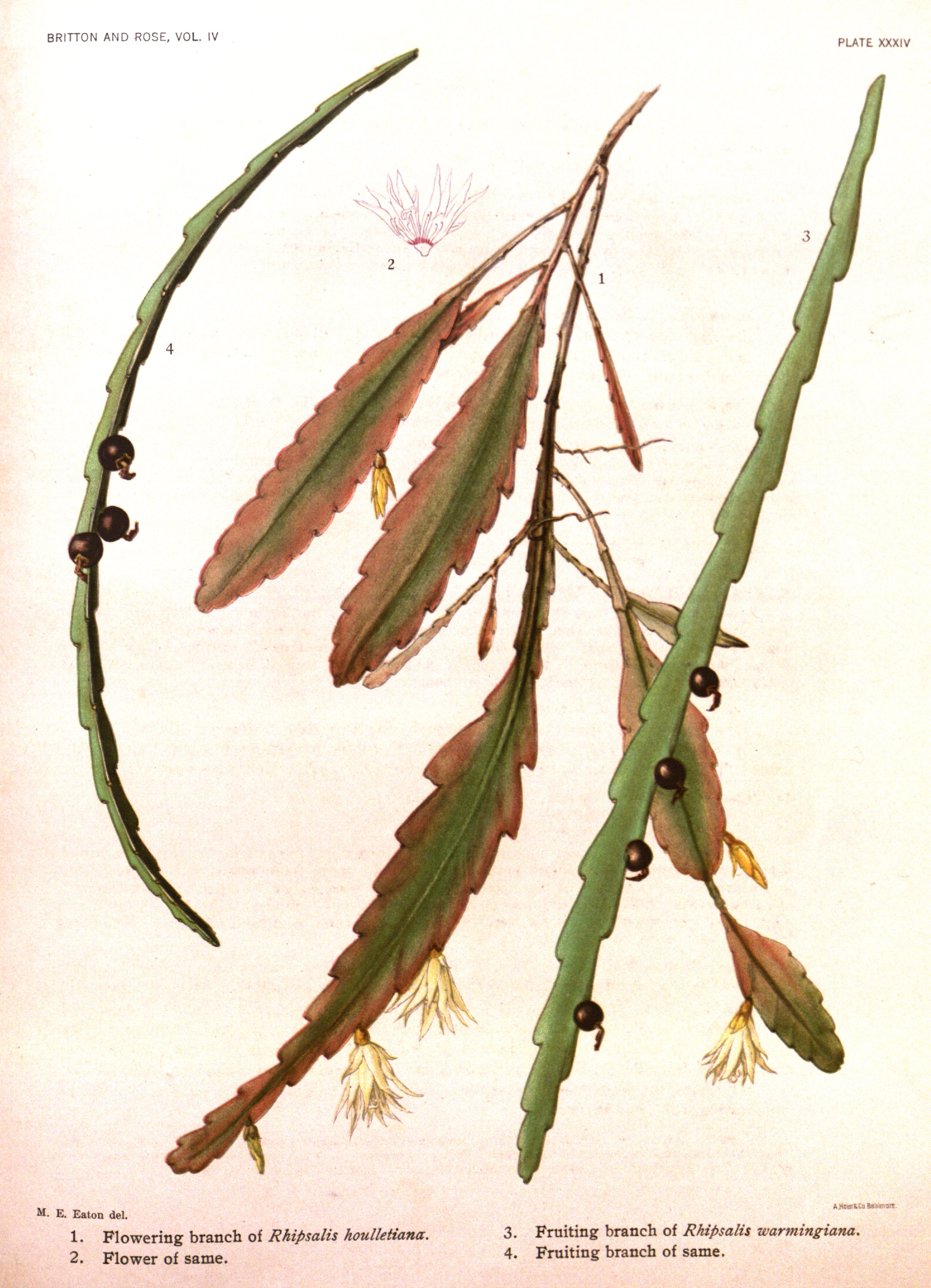 no full size  illustration available (3a)