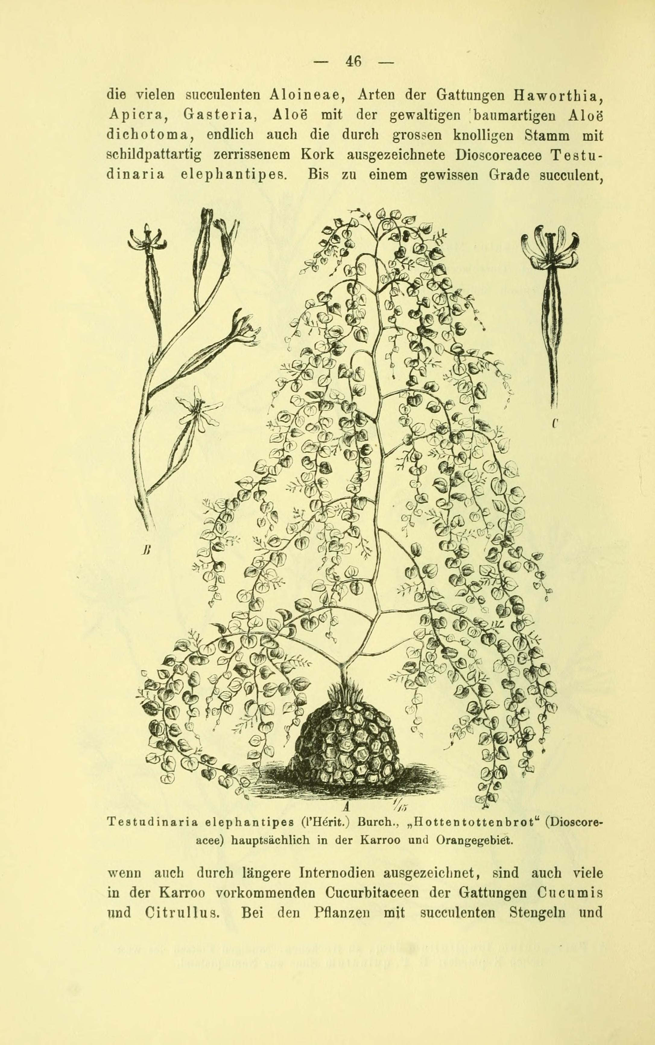 no full size  illustration available (3a)