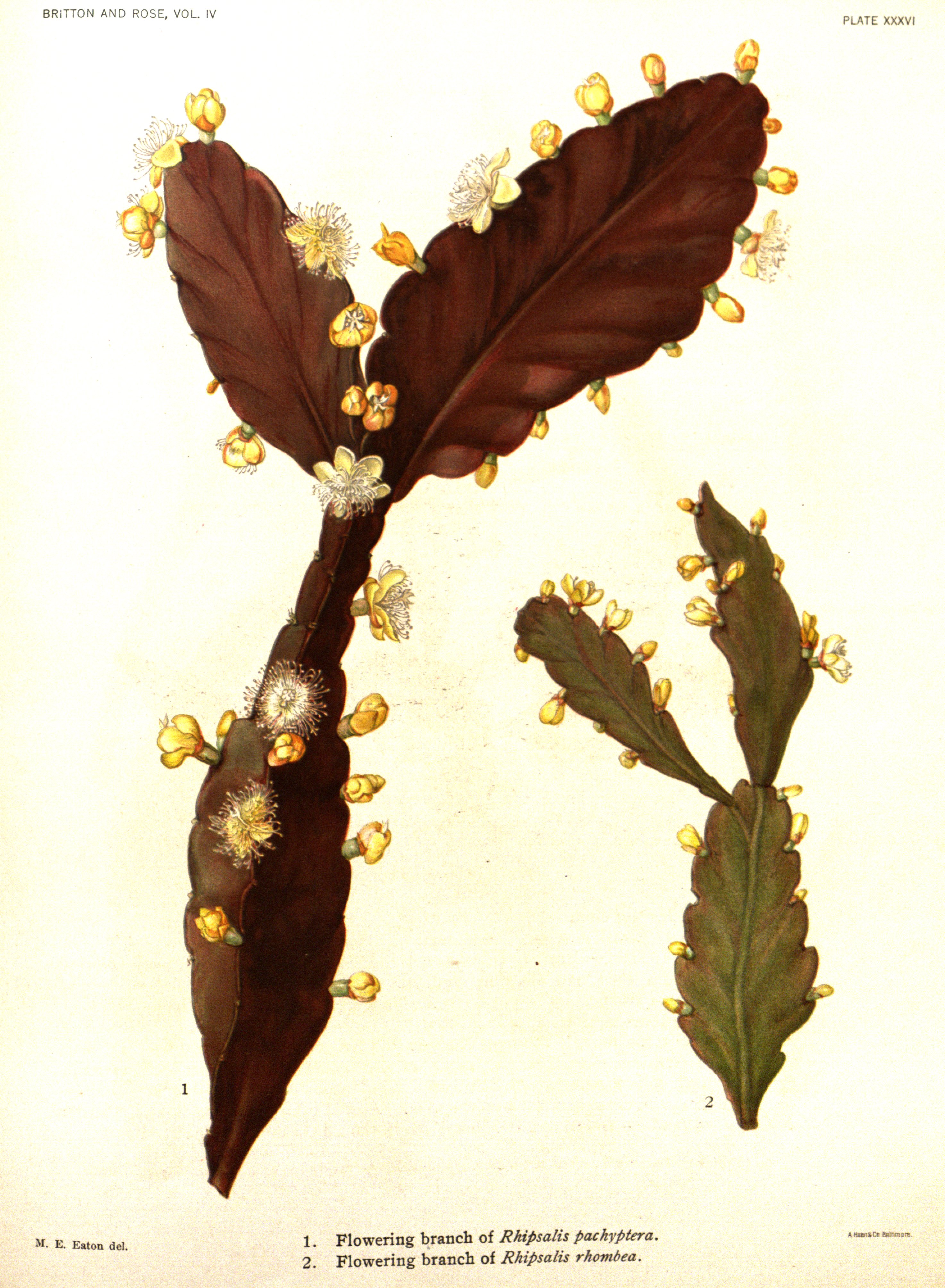 no full size  illustration available (3a)