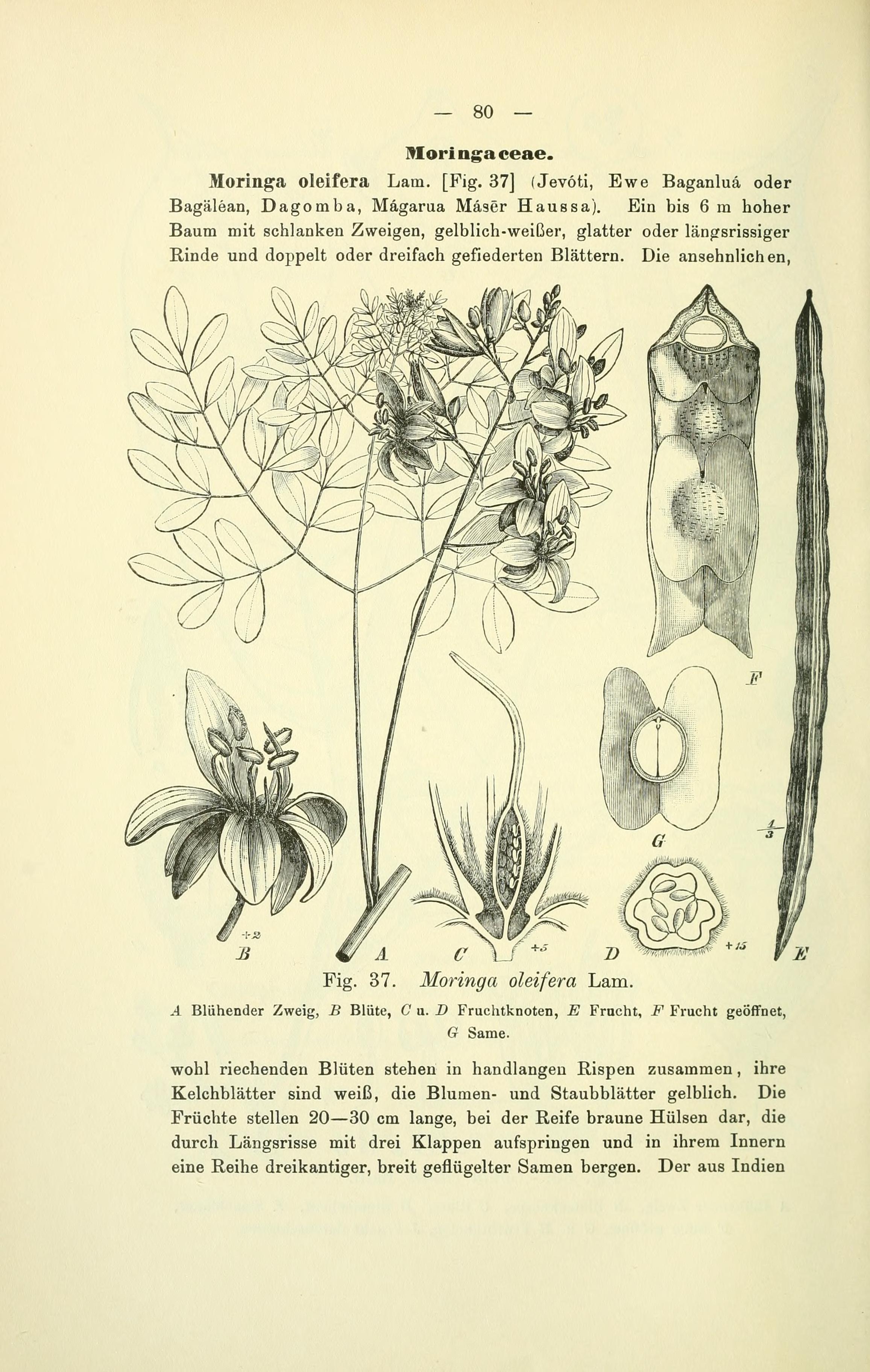 no full size  illustration available (3a)