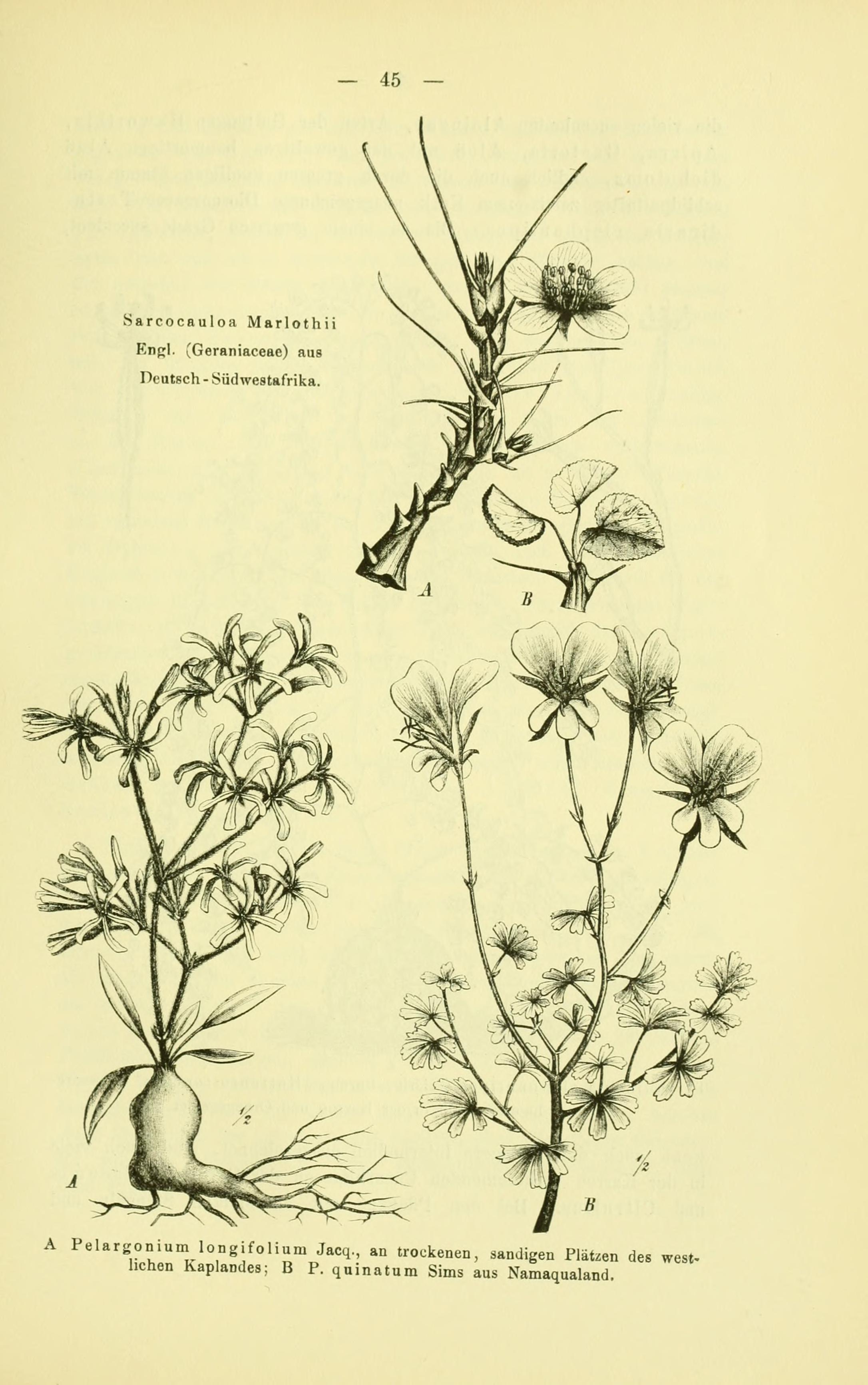 no full size  illustration available (3a)