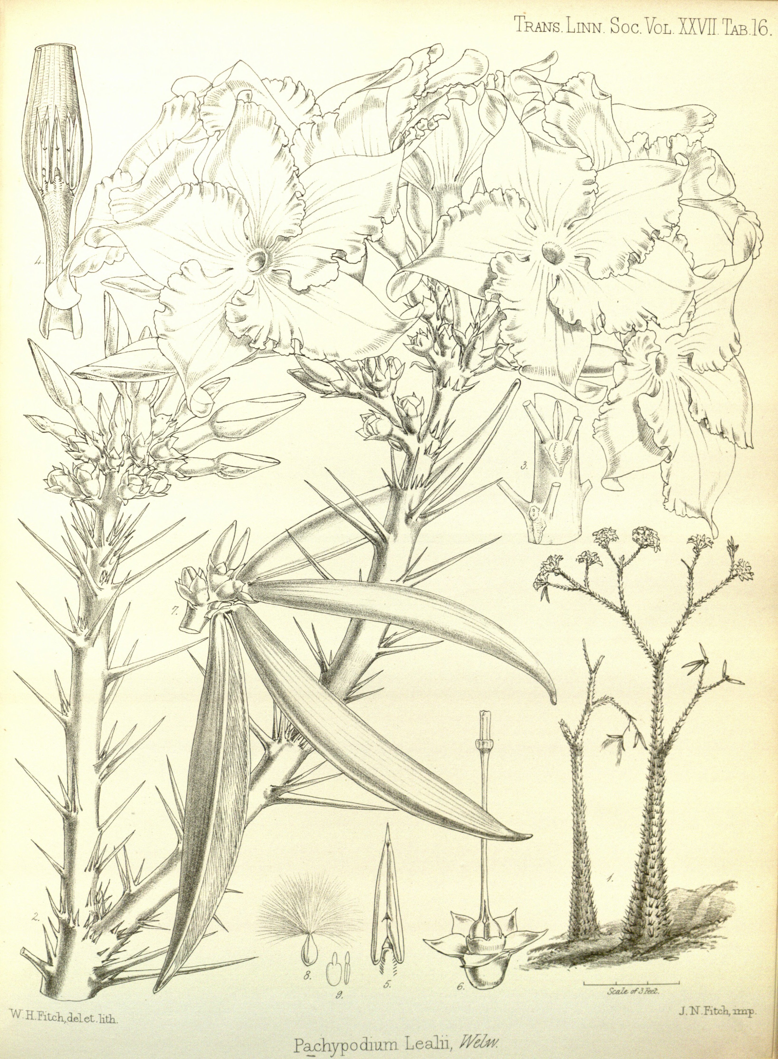 no full size  illustration available (3a)