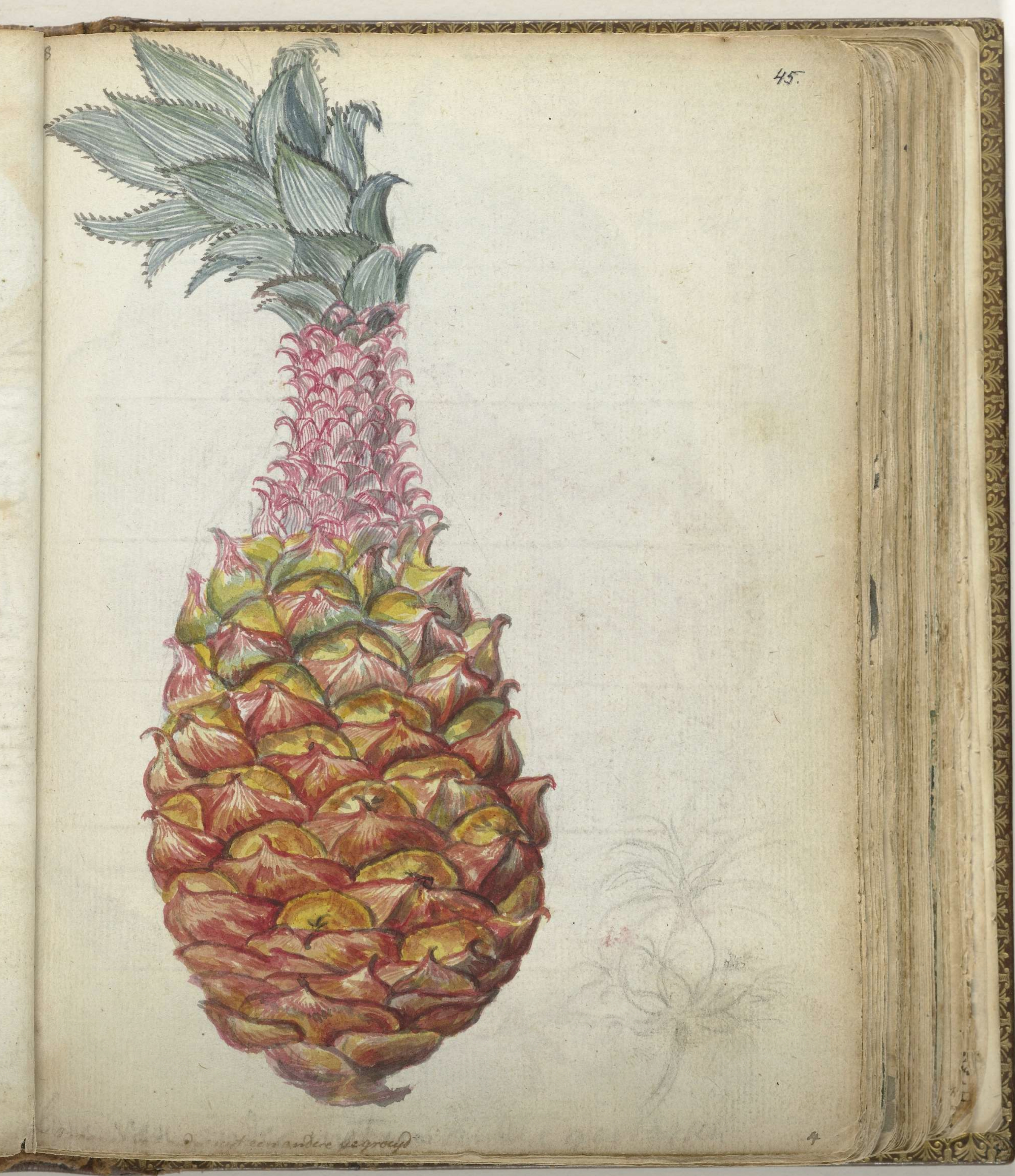 no full size  illustration available (3a)