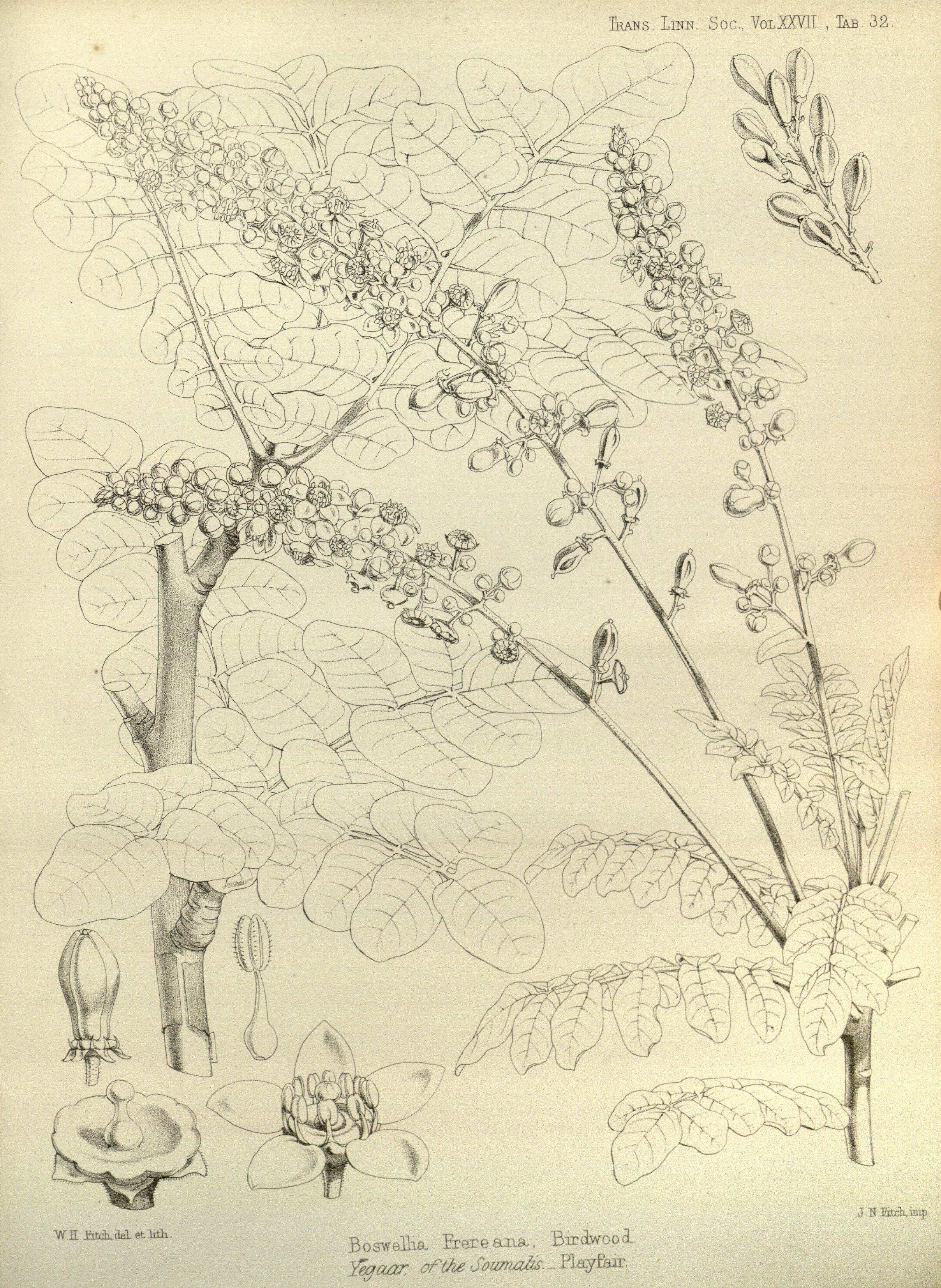 no full size  illustration available (3a)