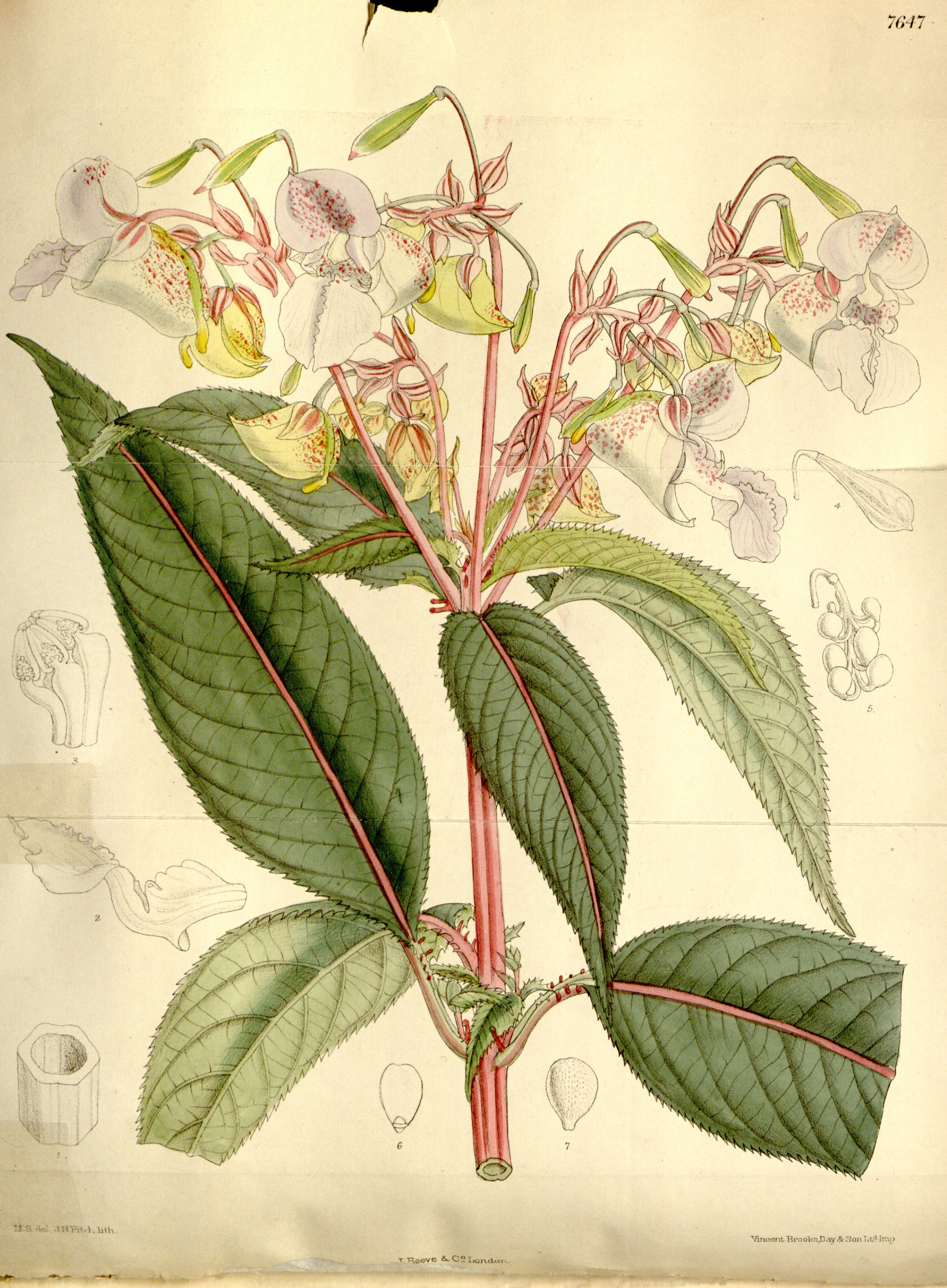 no full size  illustration available (3a)