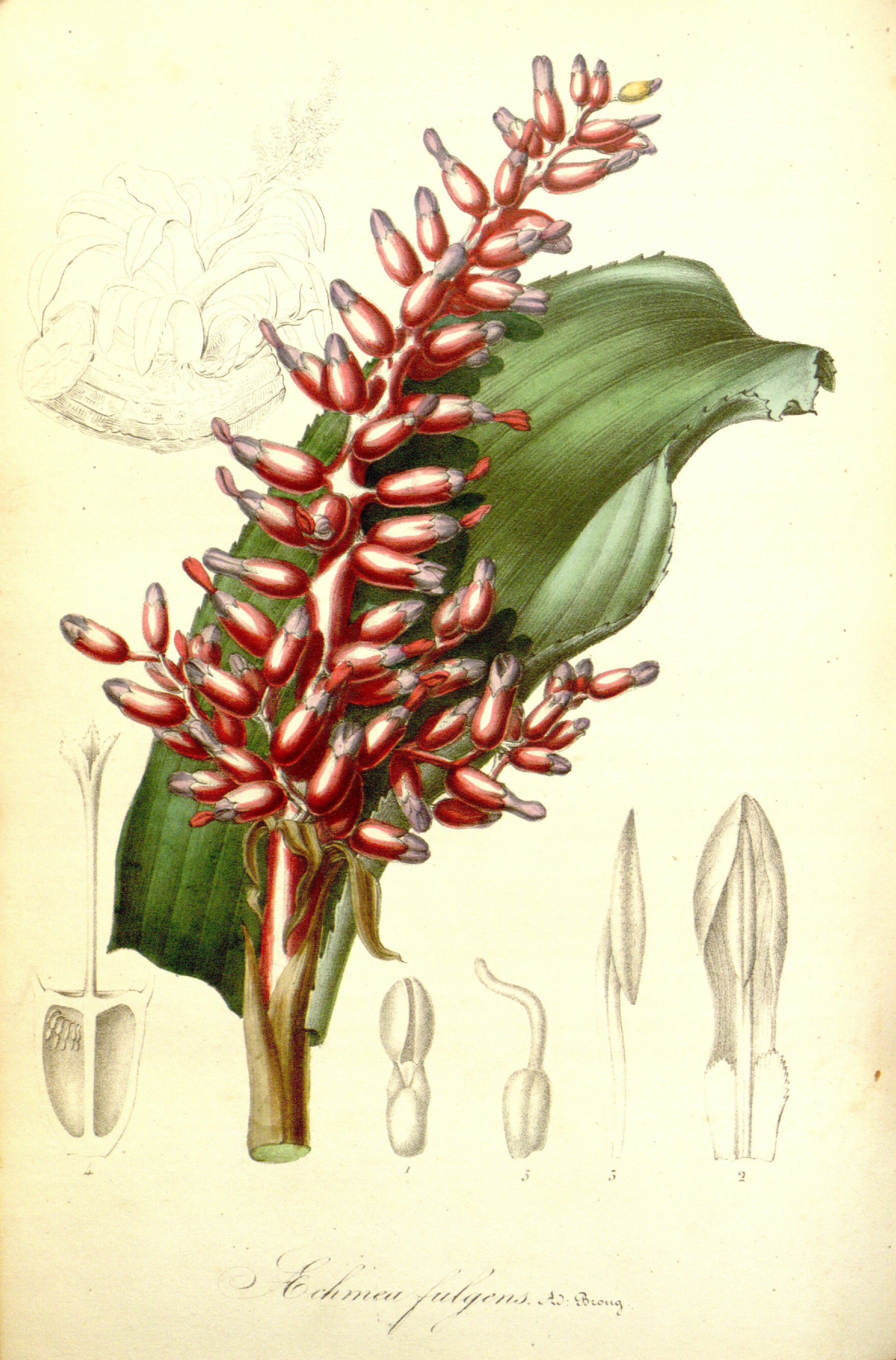 no full size  illustration available (3a)