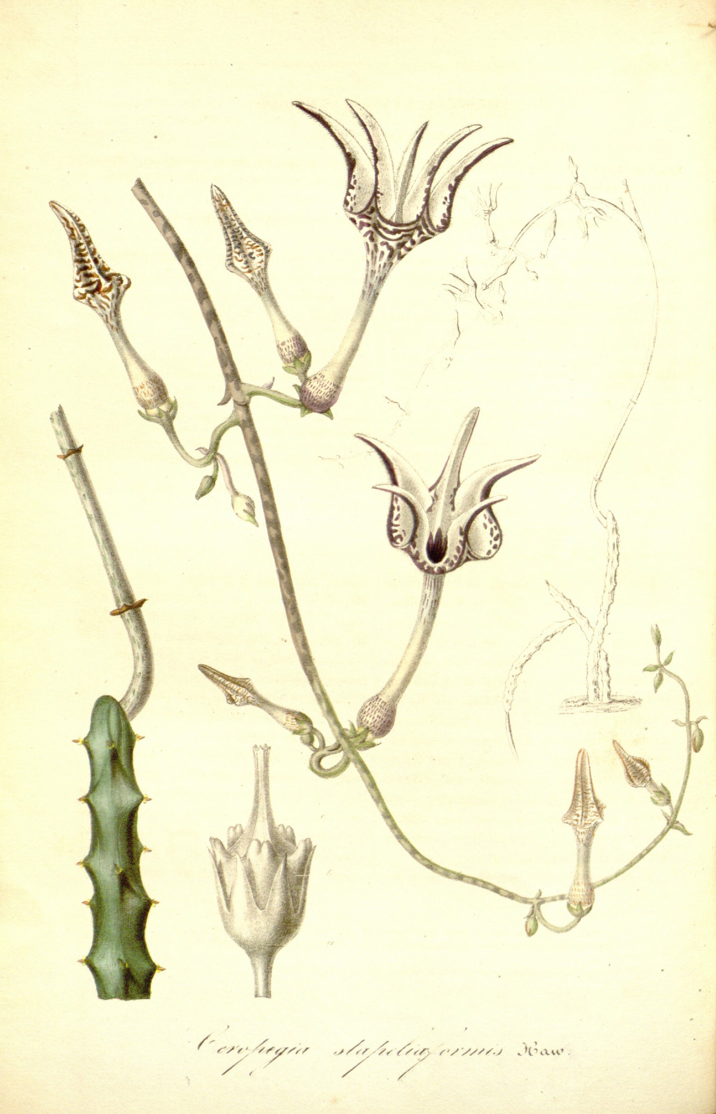 no full size  illustration available (3a)