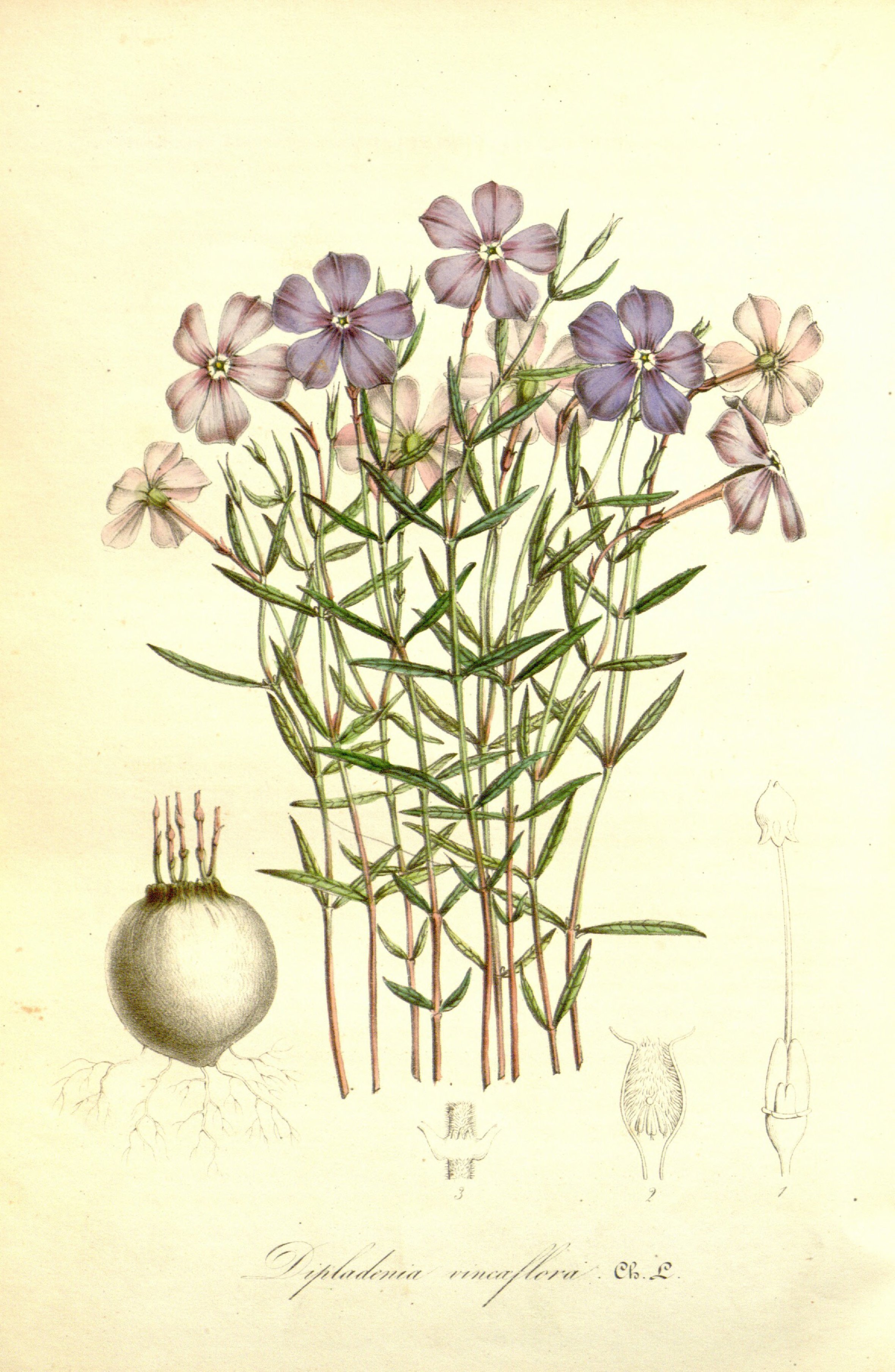 no full size  illustration available (3a)