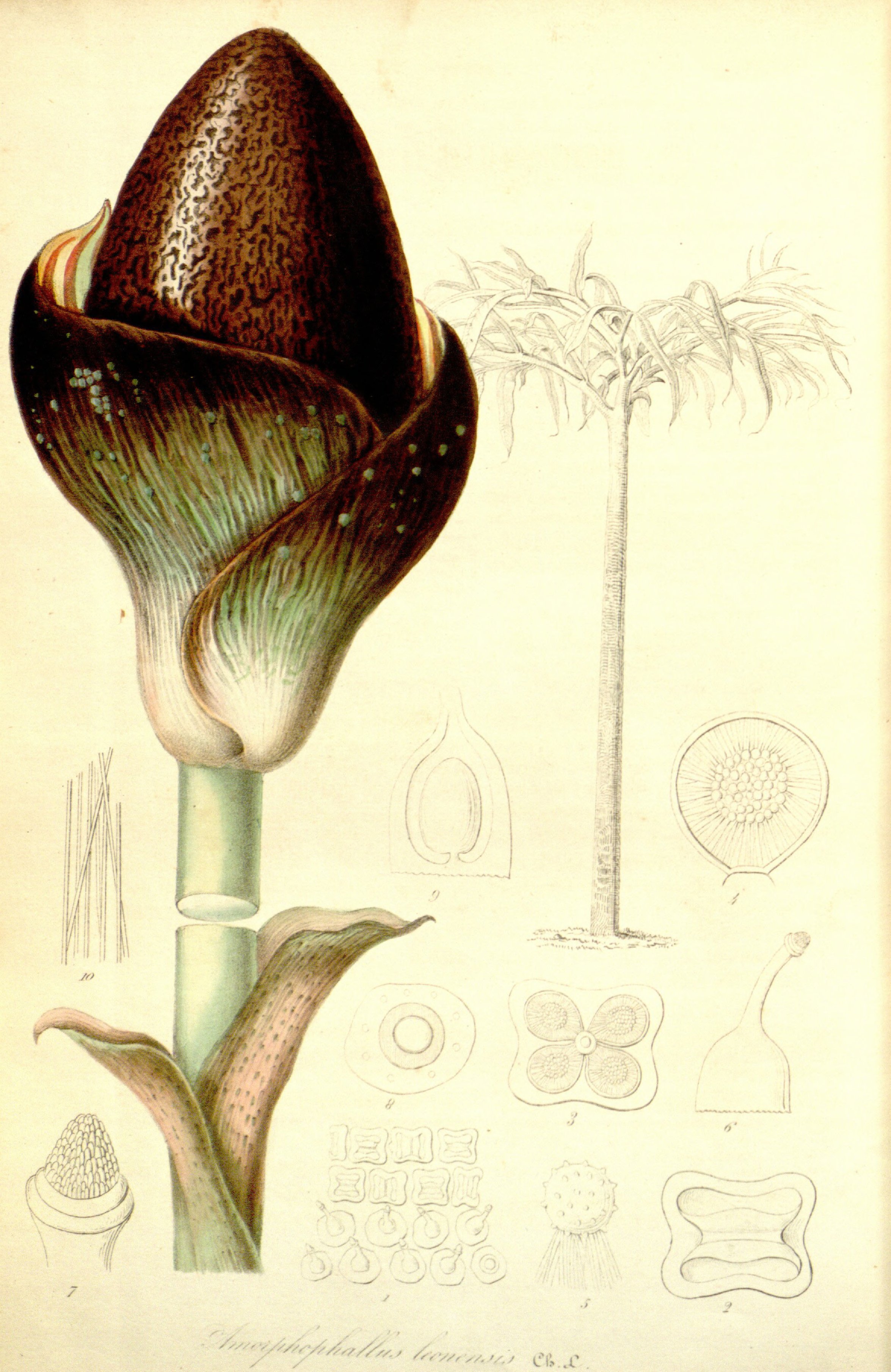 no full size  illustration available (3a)