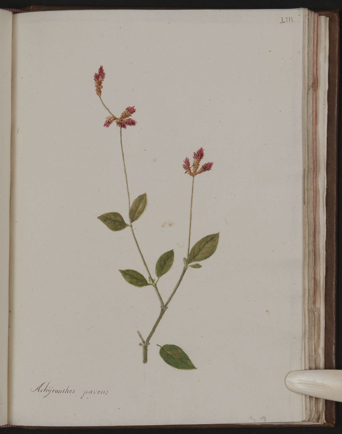 no full size  illustration available (3a)