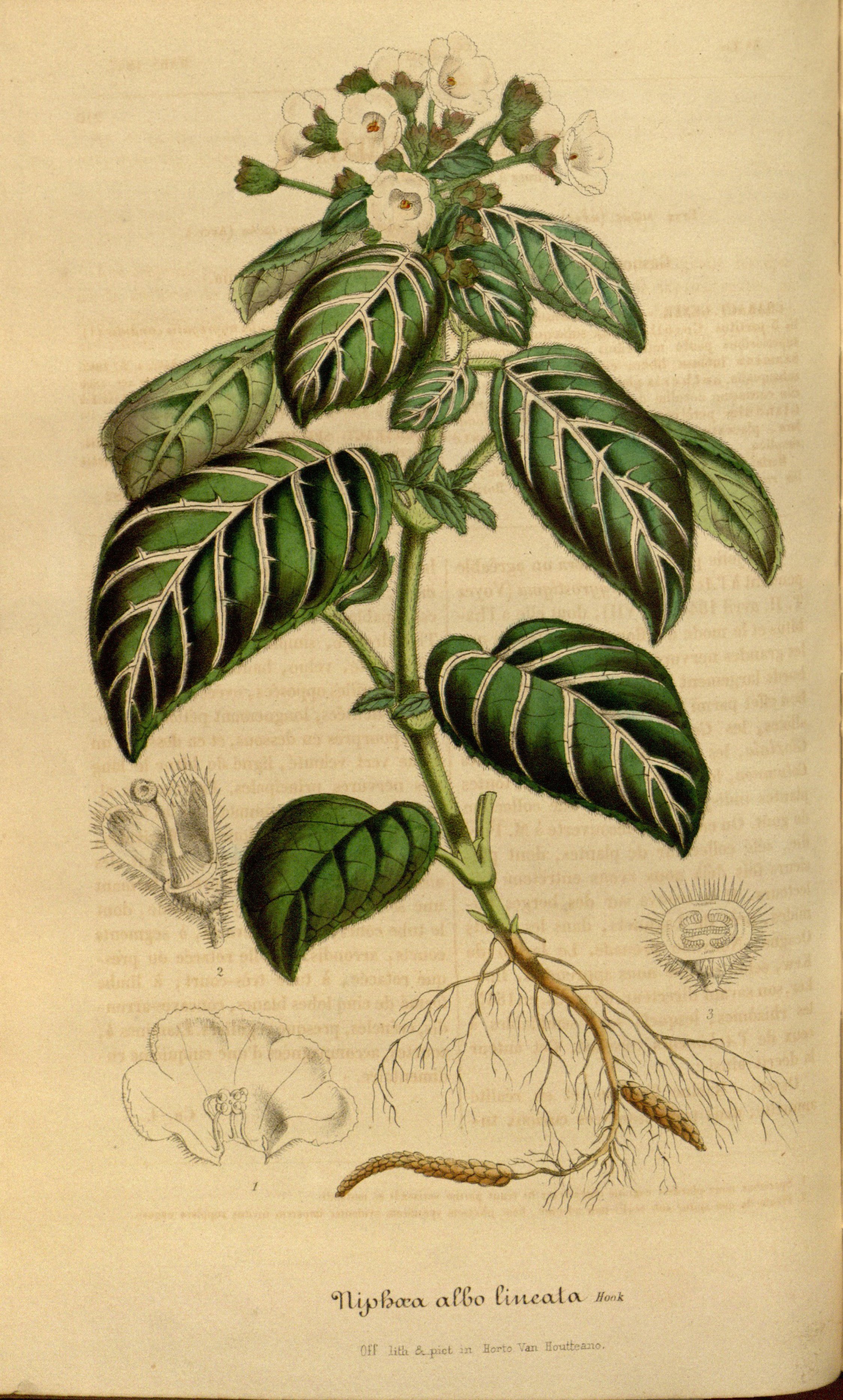 no full size  illustration available (3a)