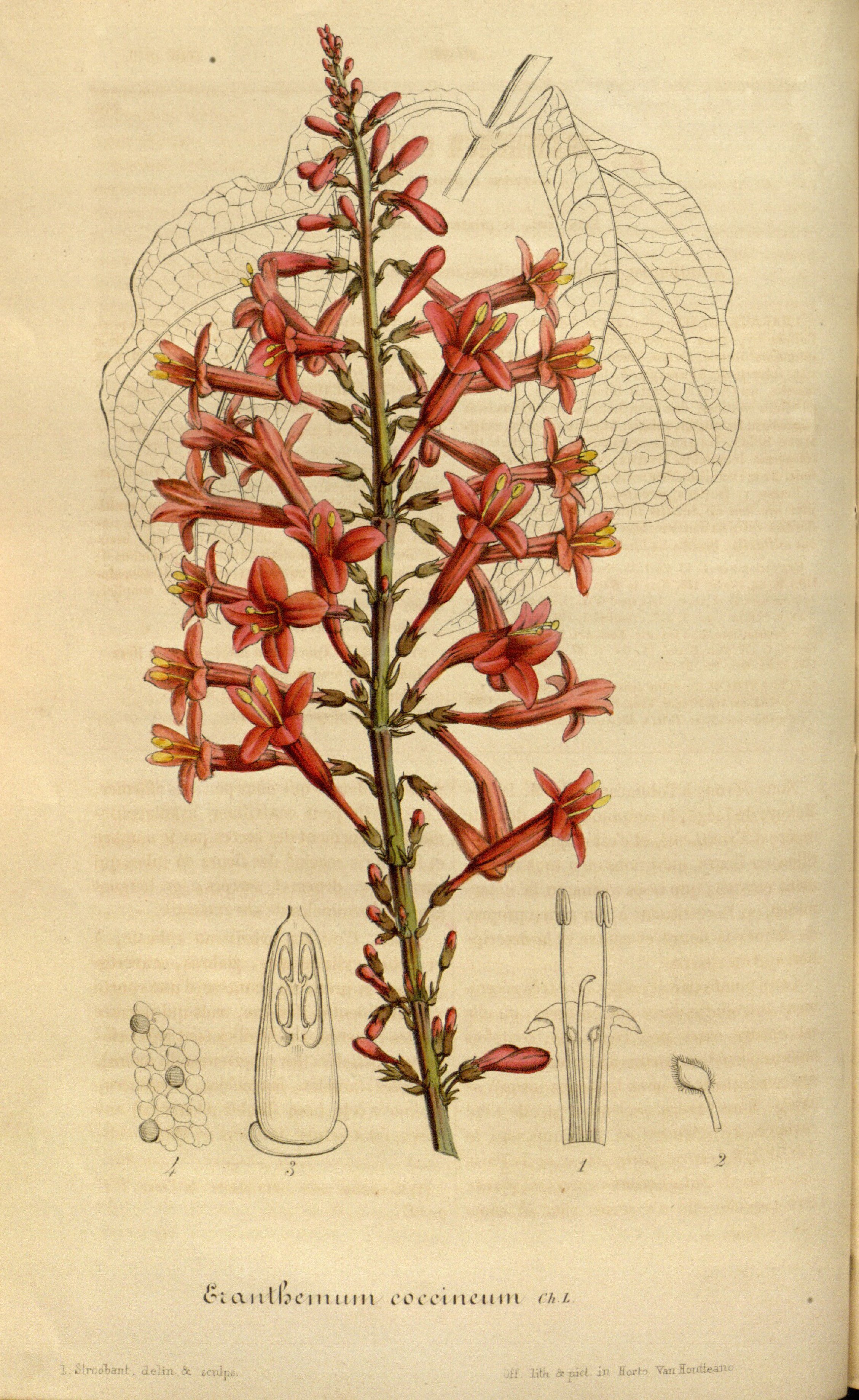 no full size  illustration available (3a)