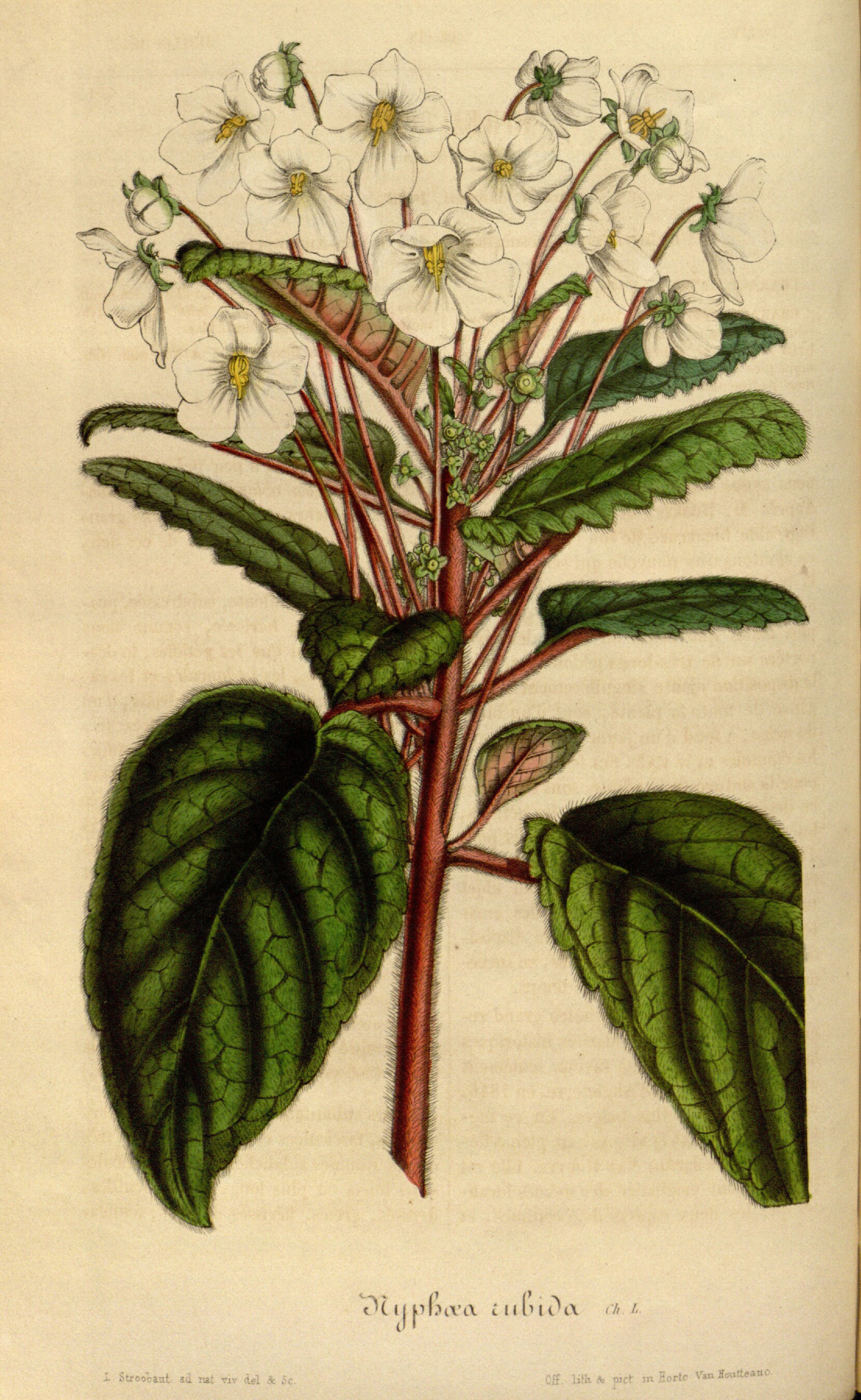 no full size  illustration available (3a)