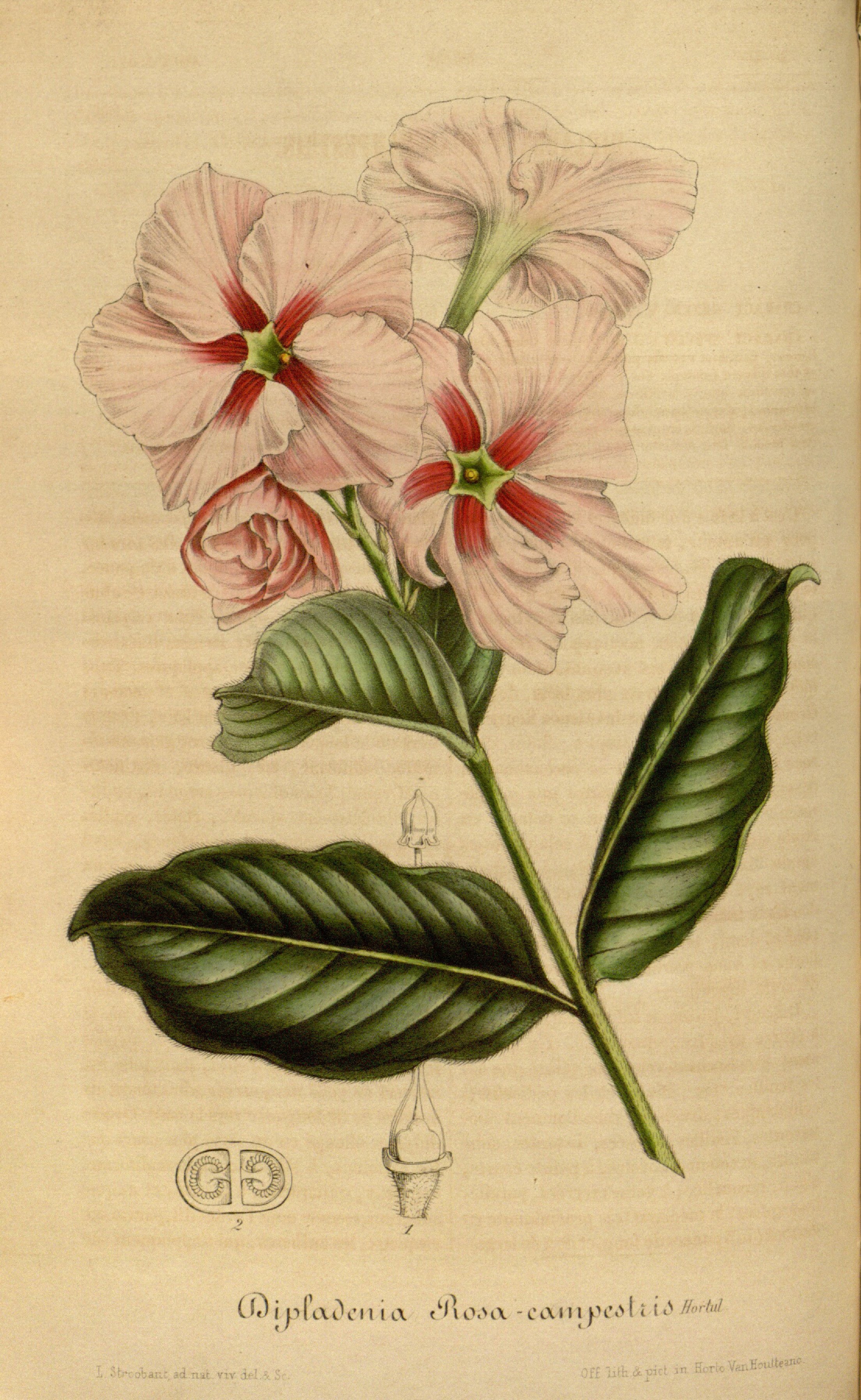 no full size  illustration available (3a)