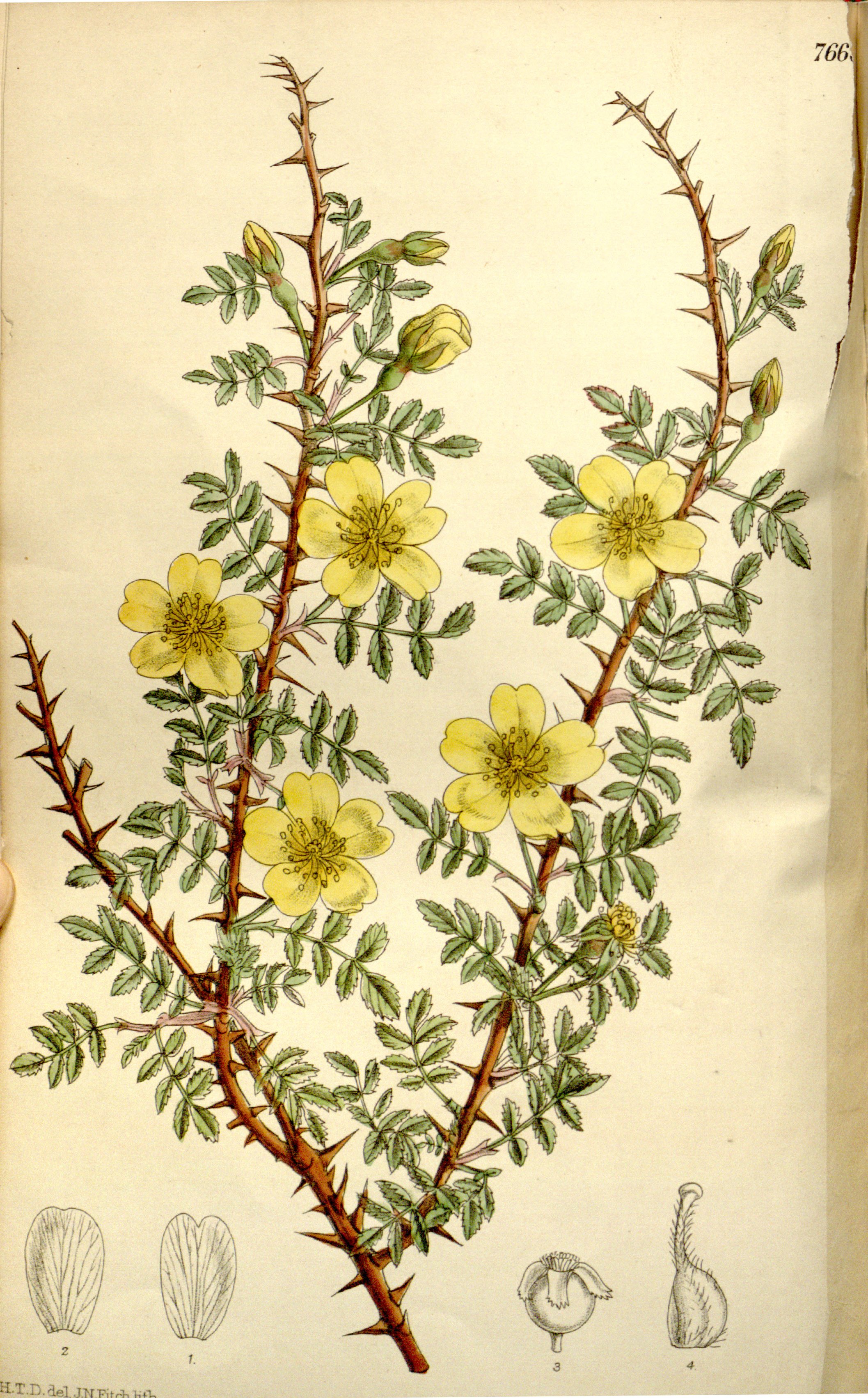 no full size  illustration available (3a)