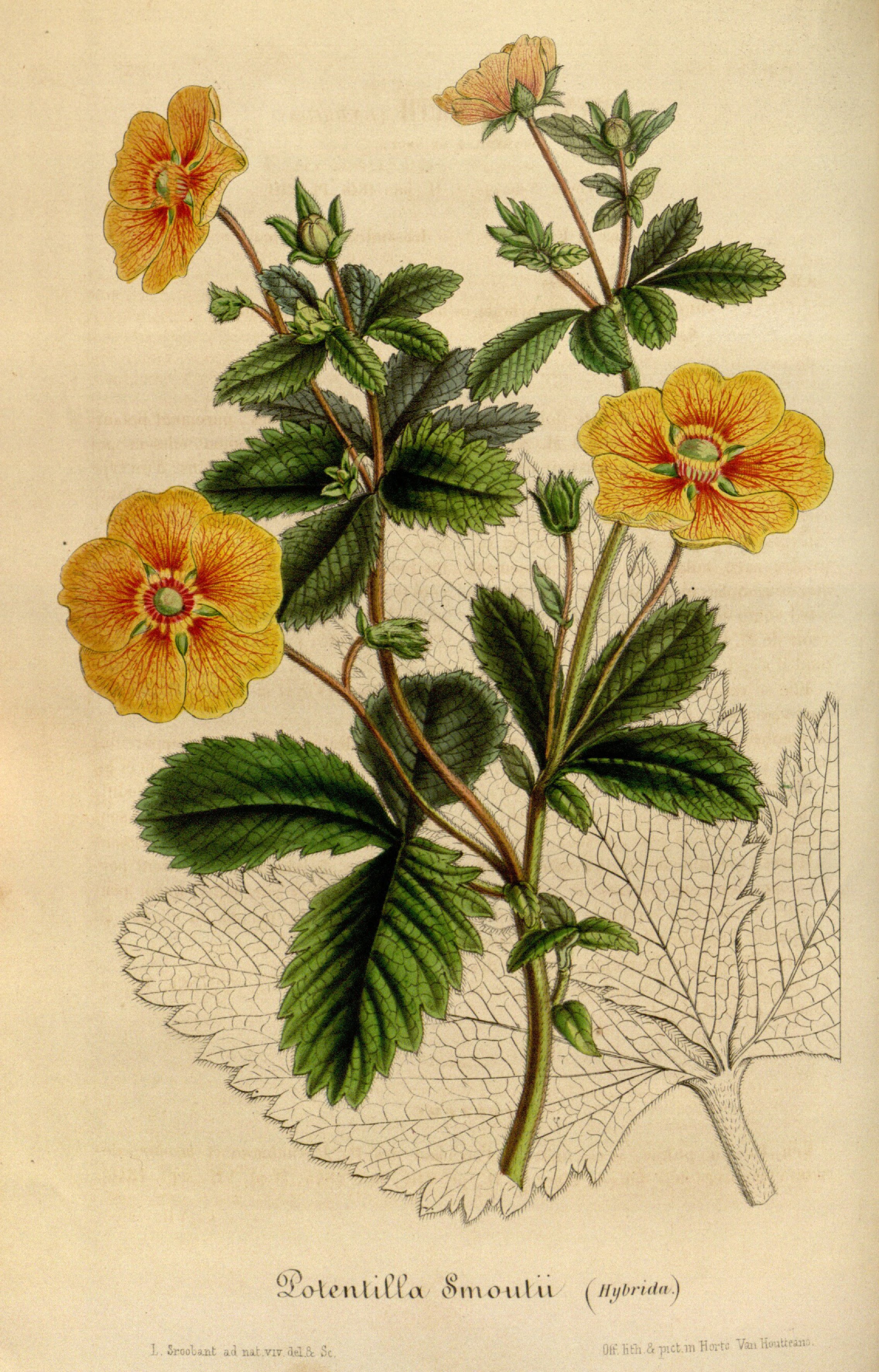 no full size  illustration available (3a)