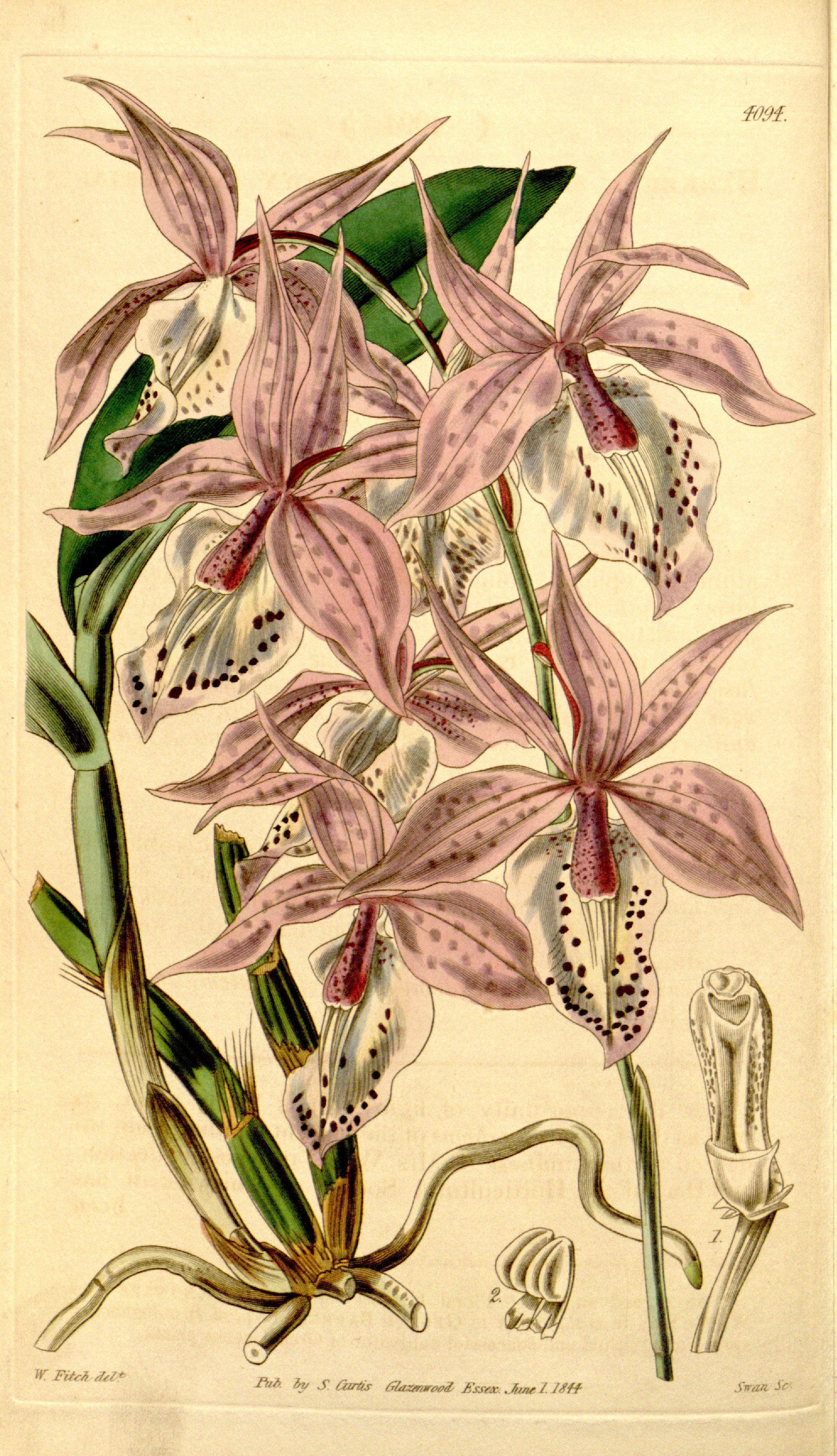 no full size  illustration available (3a)