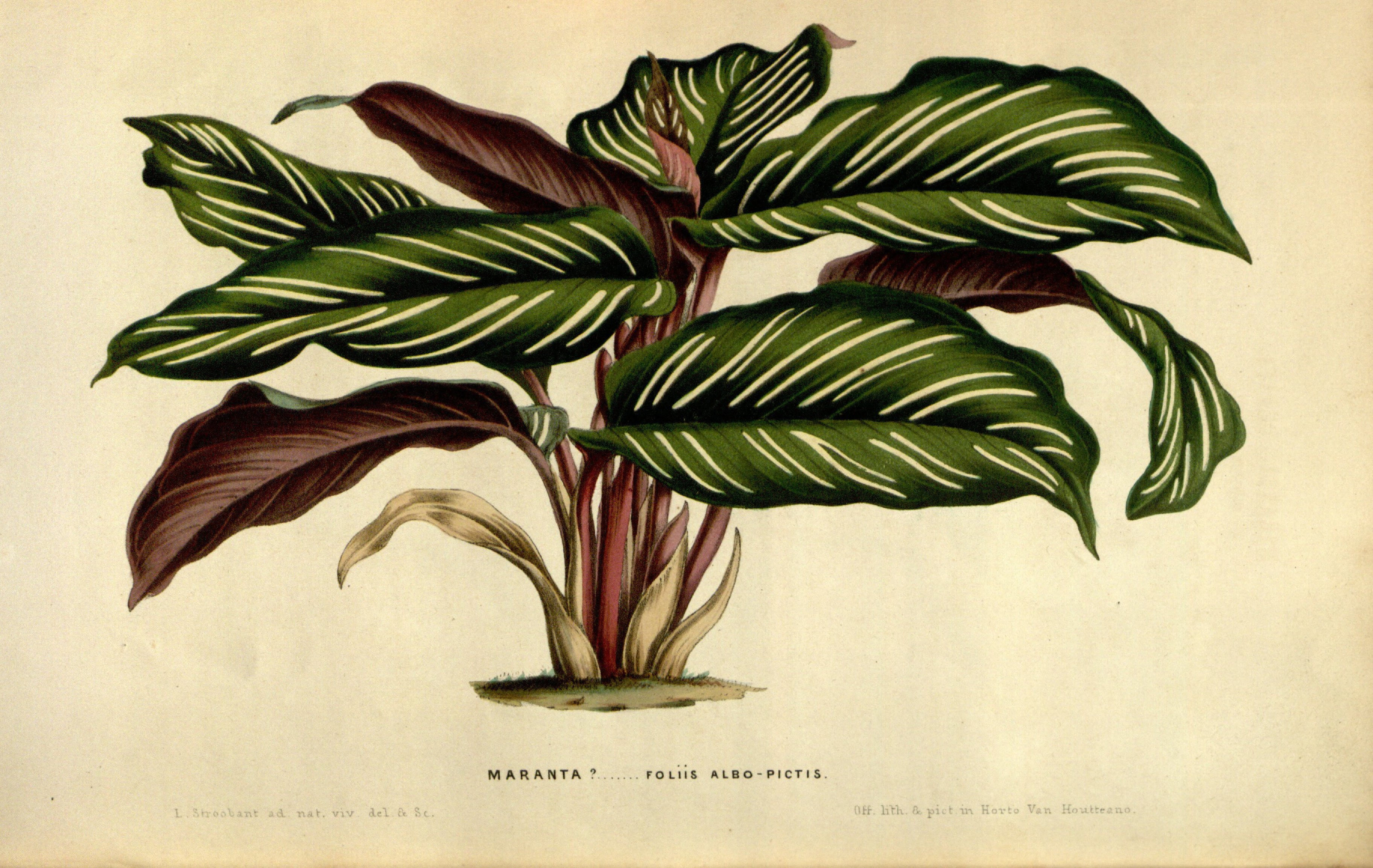 no full size  illustration available (3a)