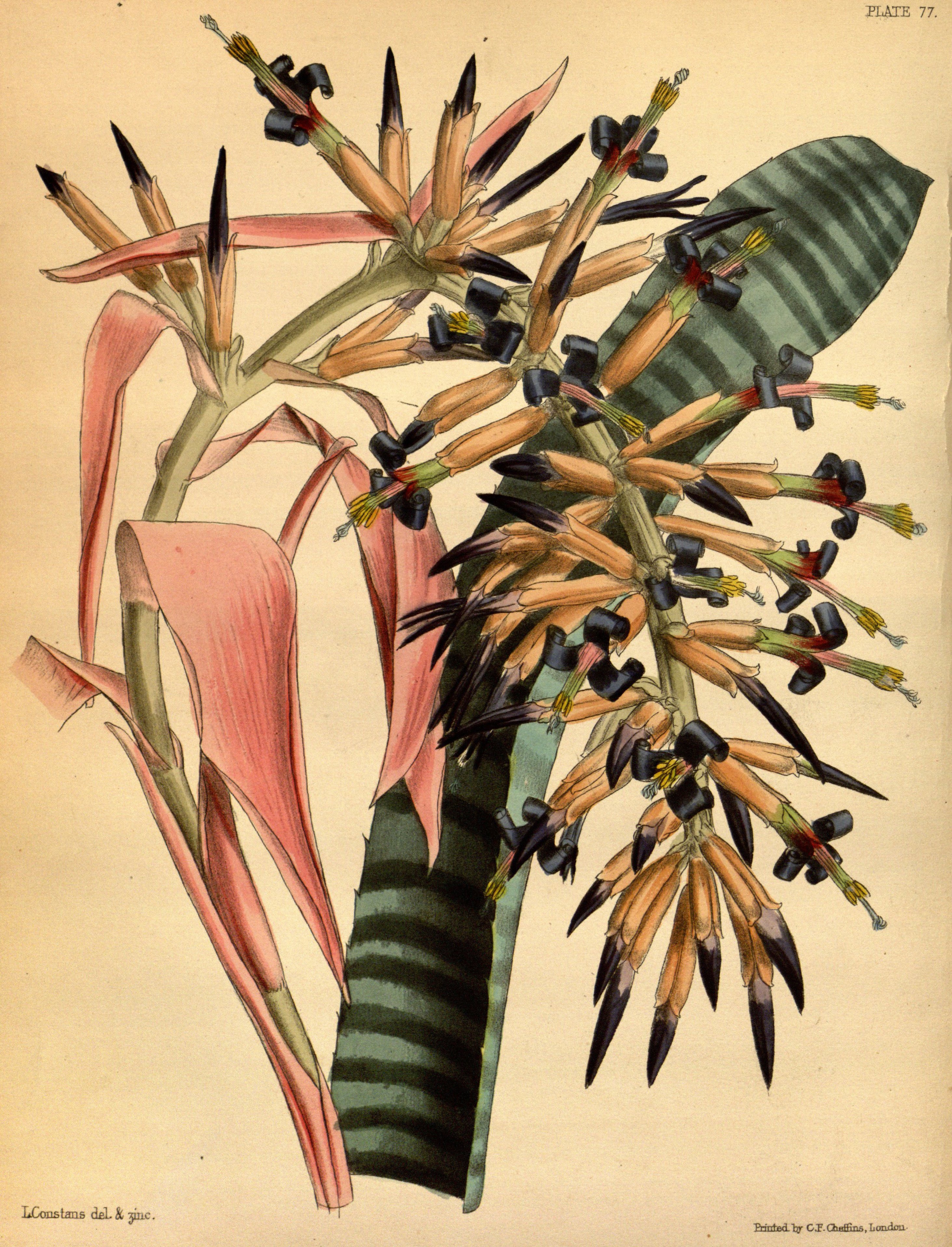 no full size  illustration available (3a)