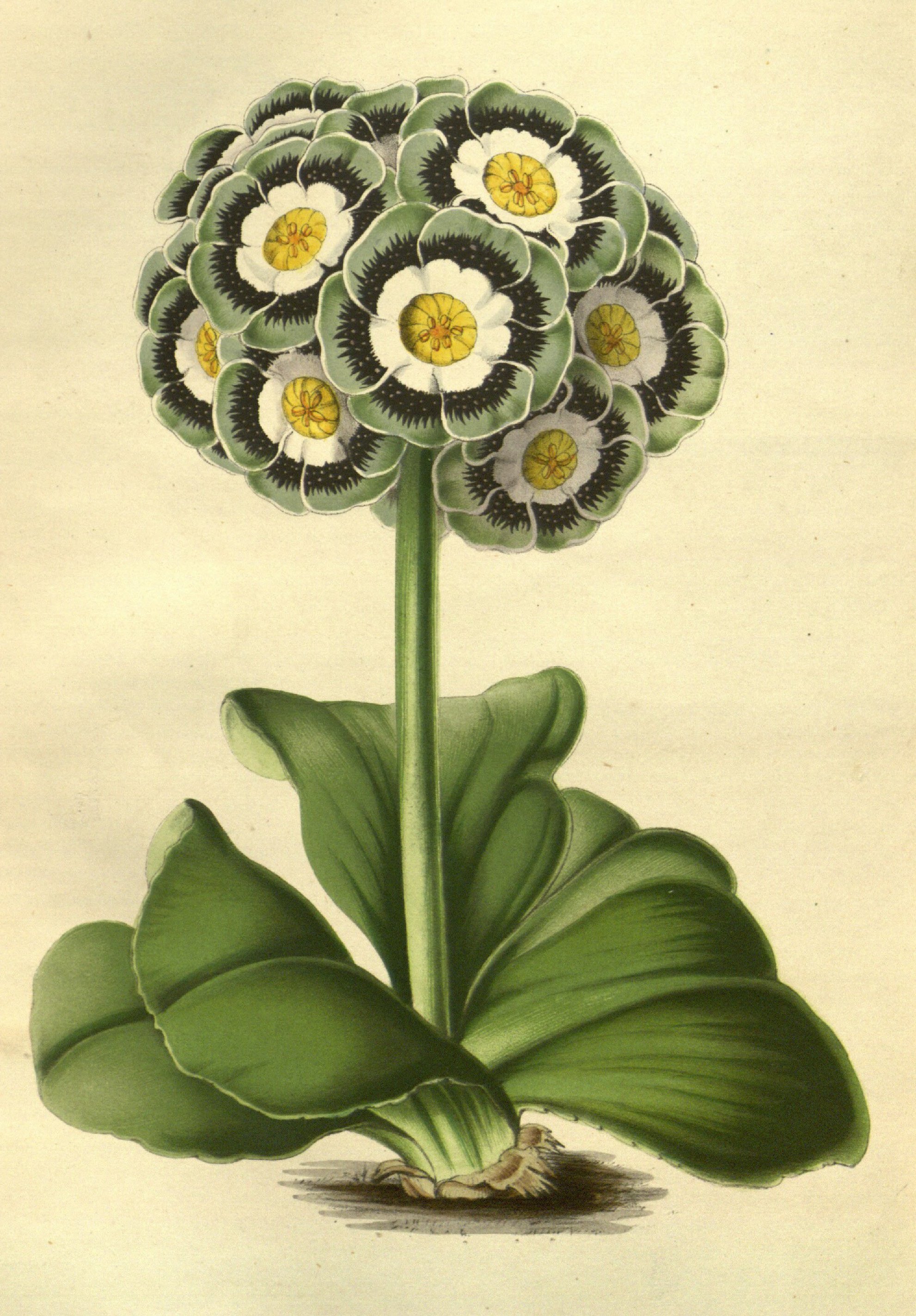 no full size  illustration available (3a)