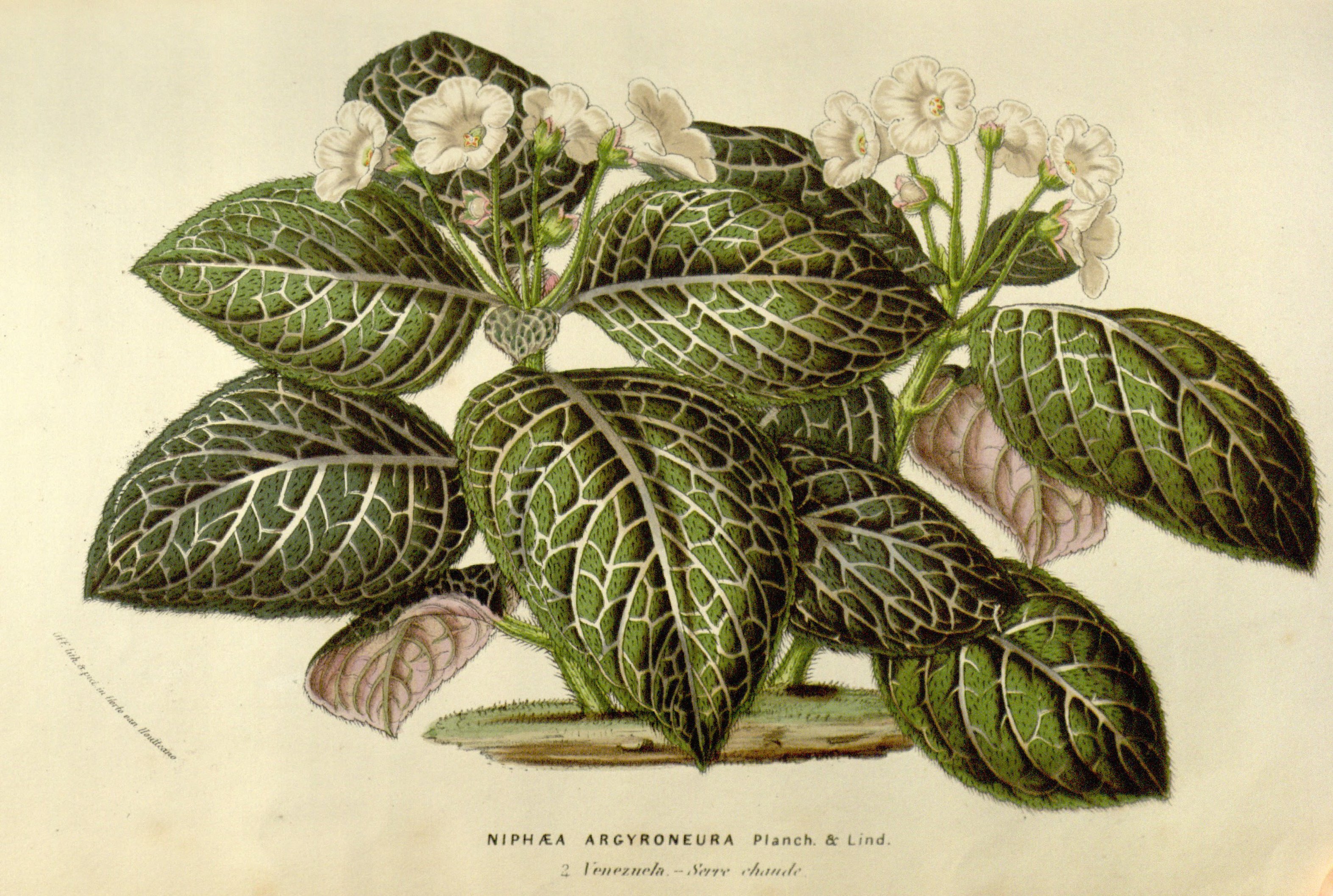 no full size  illustration available (3a)