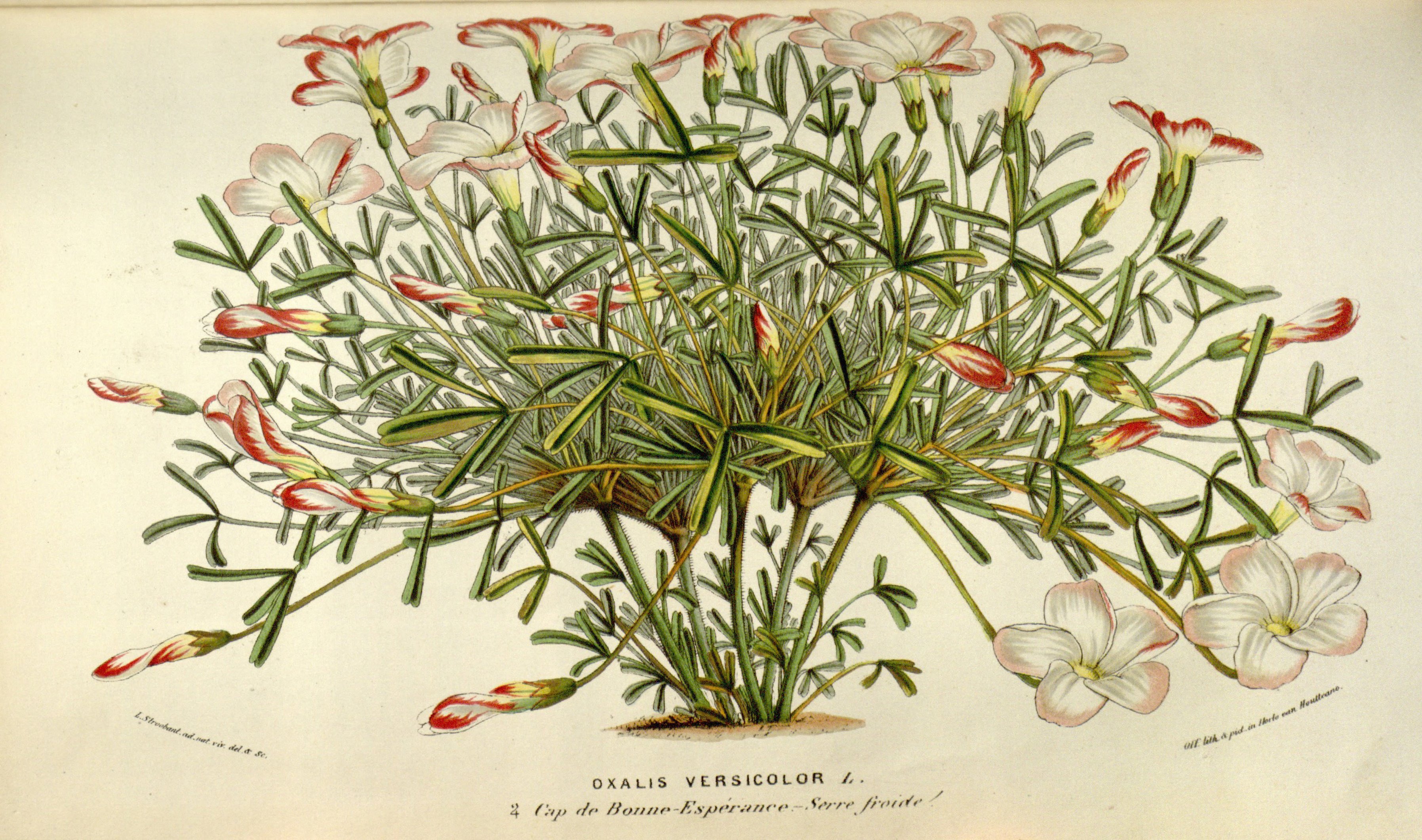 no full size  illustration available (3a)