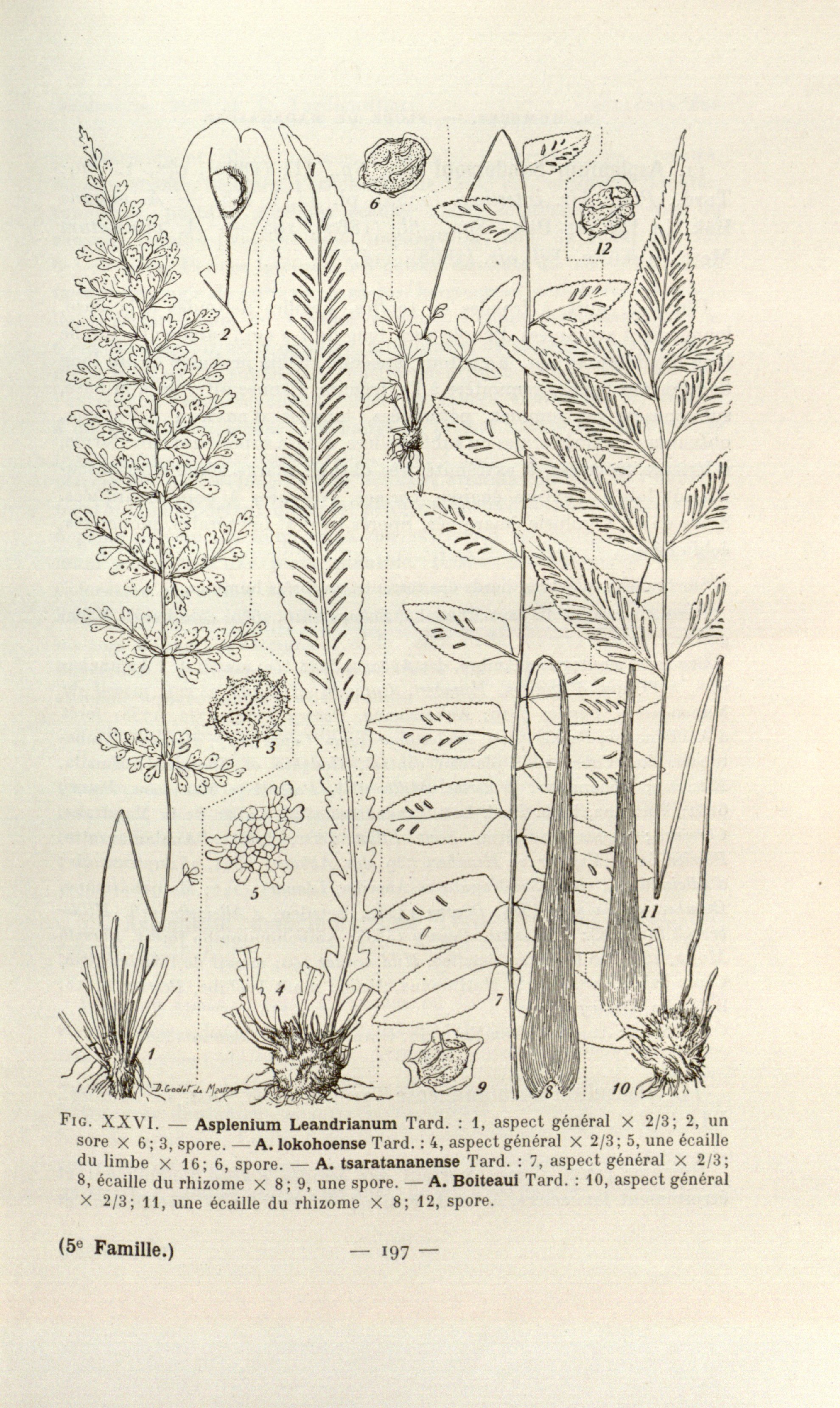 no full size  illustration available (3a)