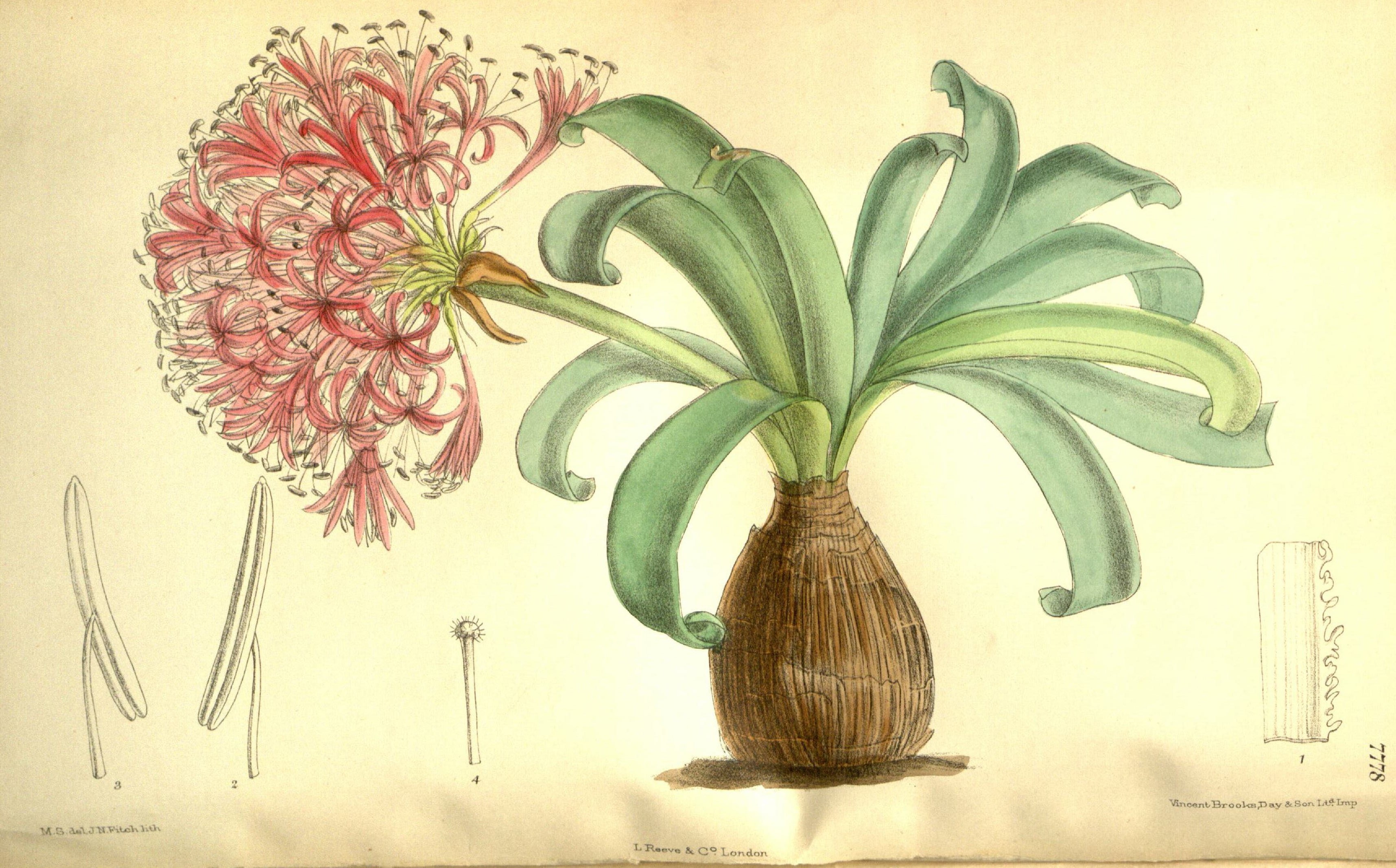 no full size  illustration available (3a)