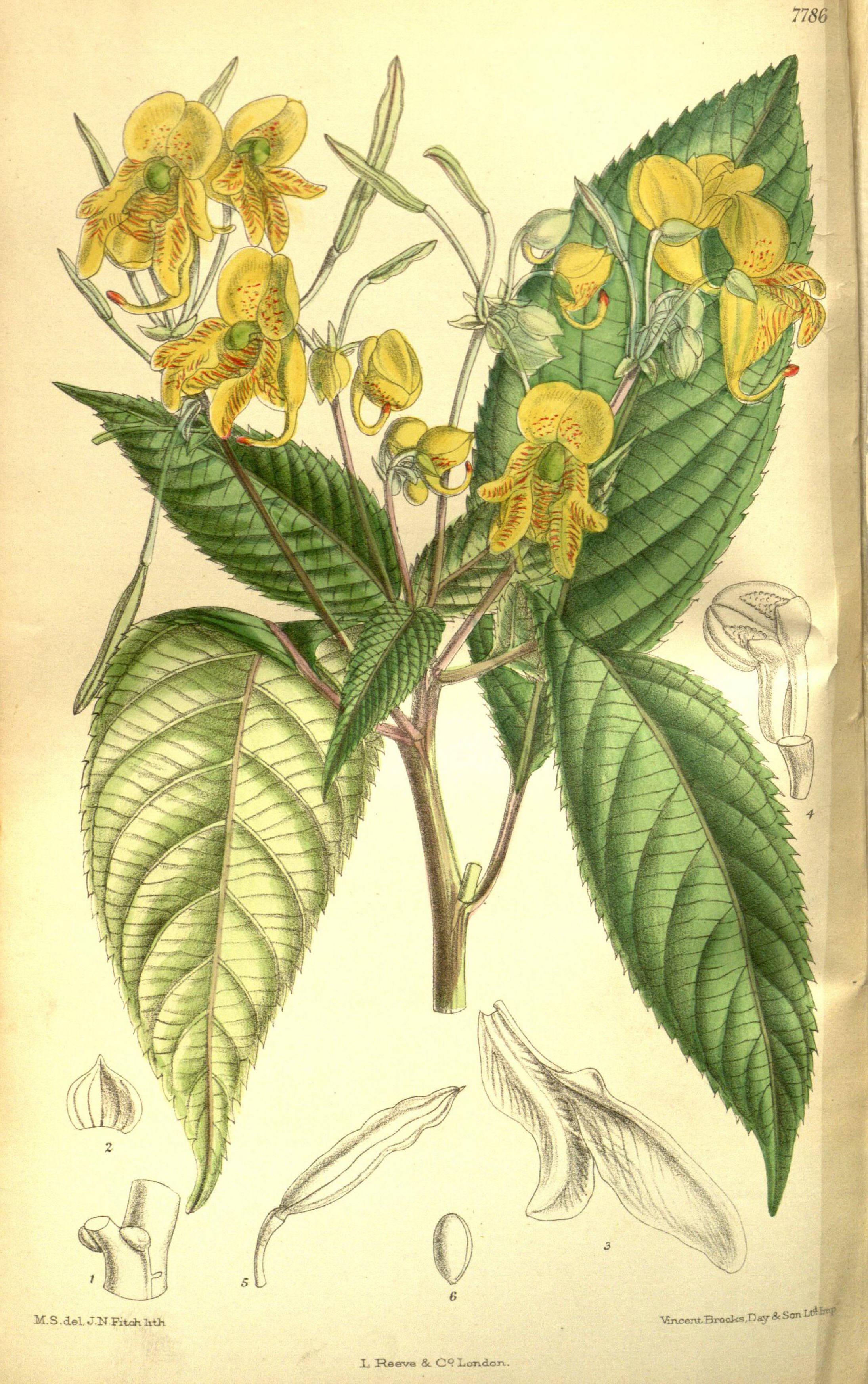 no full size  illustration available (3a)