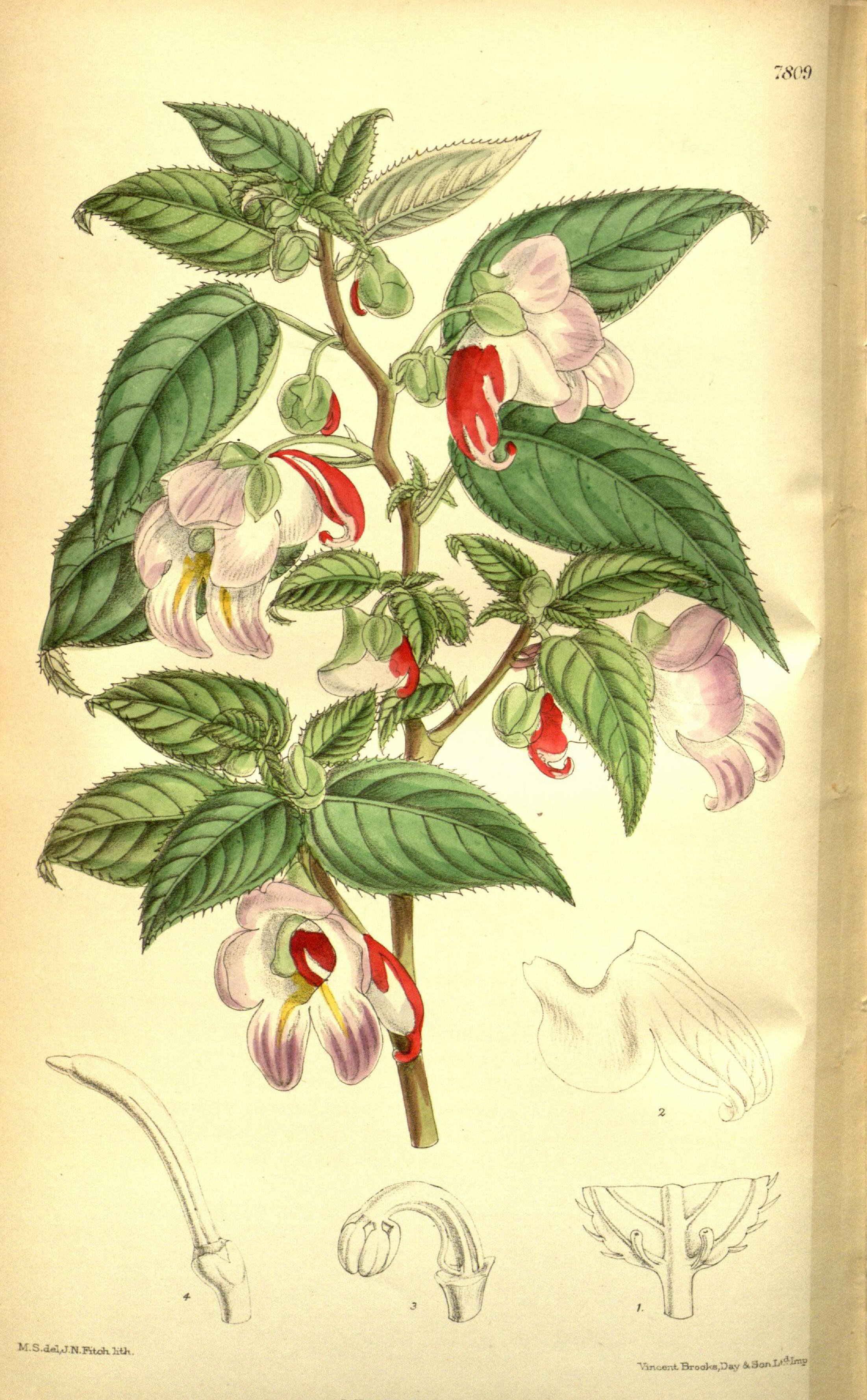 no full size  illustration available (3a)