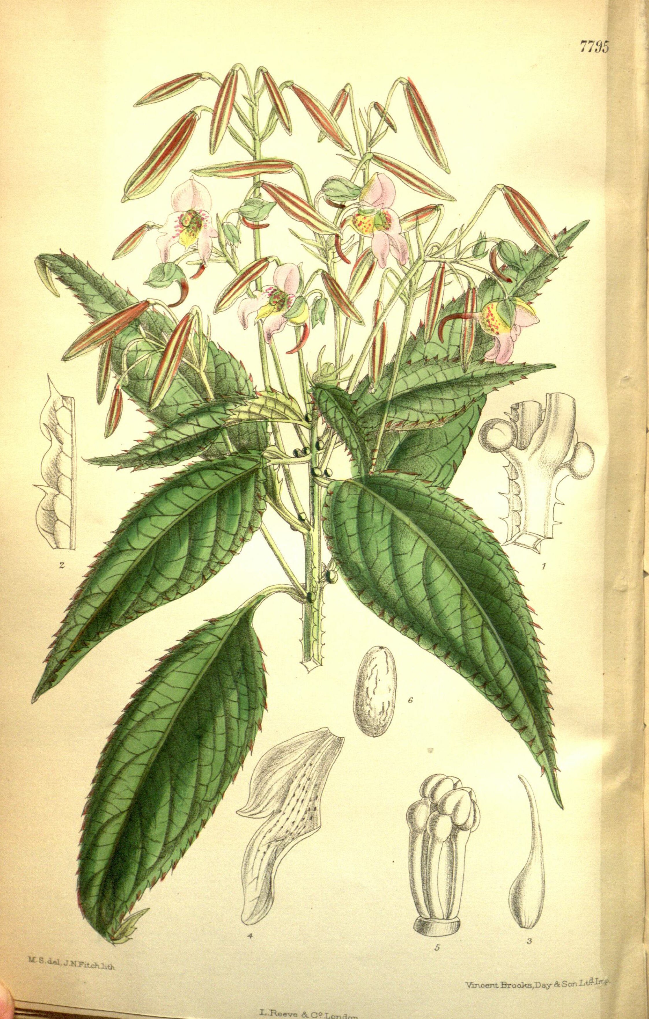 no full size  illustration available (3a)