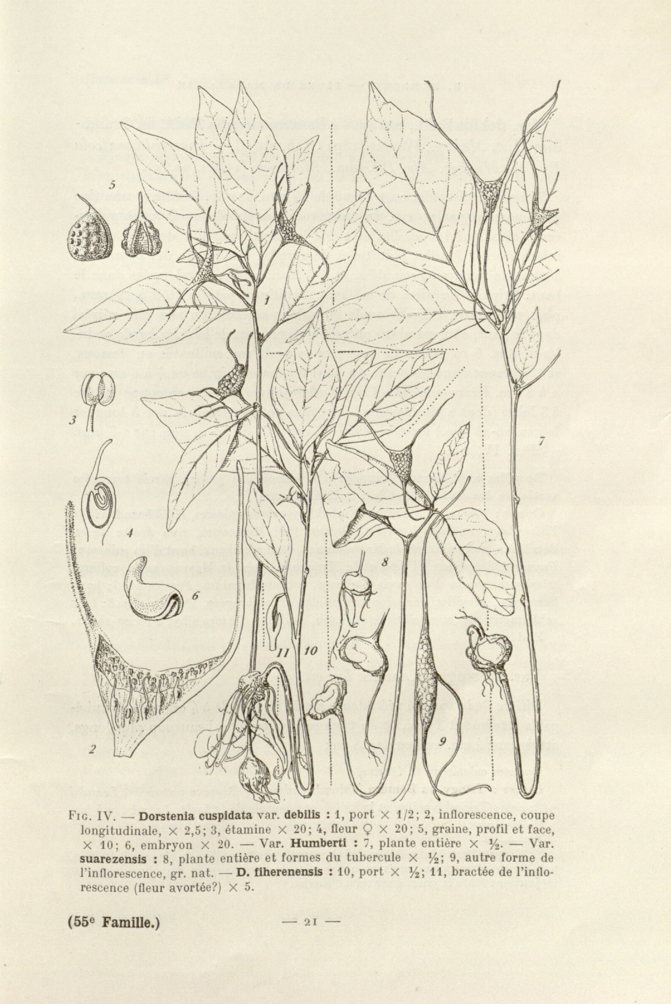 no full size  illustration available (3a)