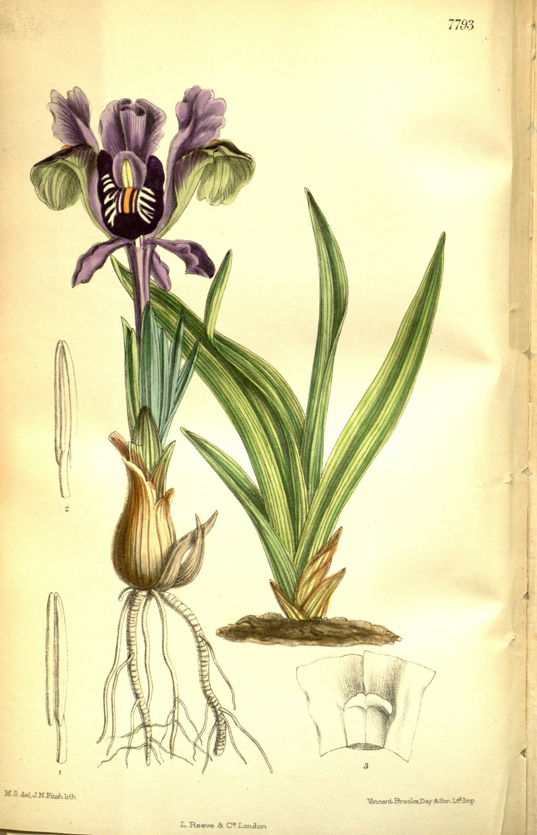 no full size  illustration available (3a)