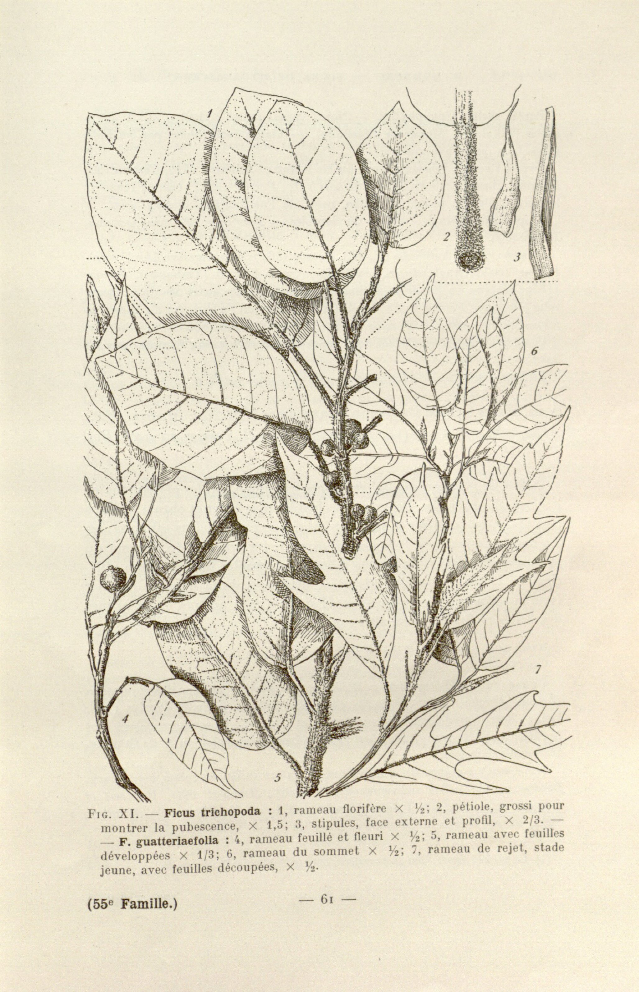 no full size  illustration available (3a)