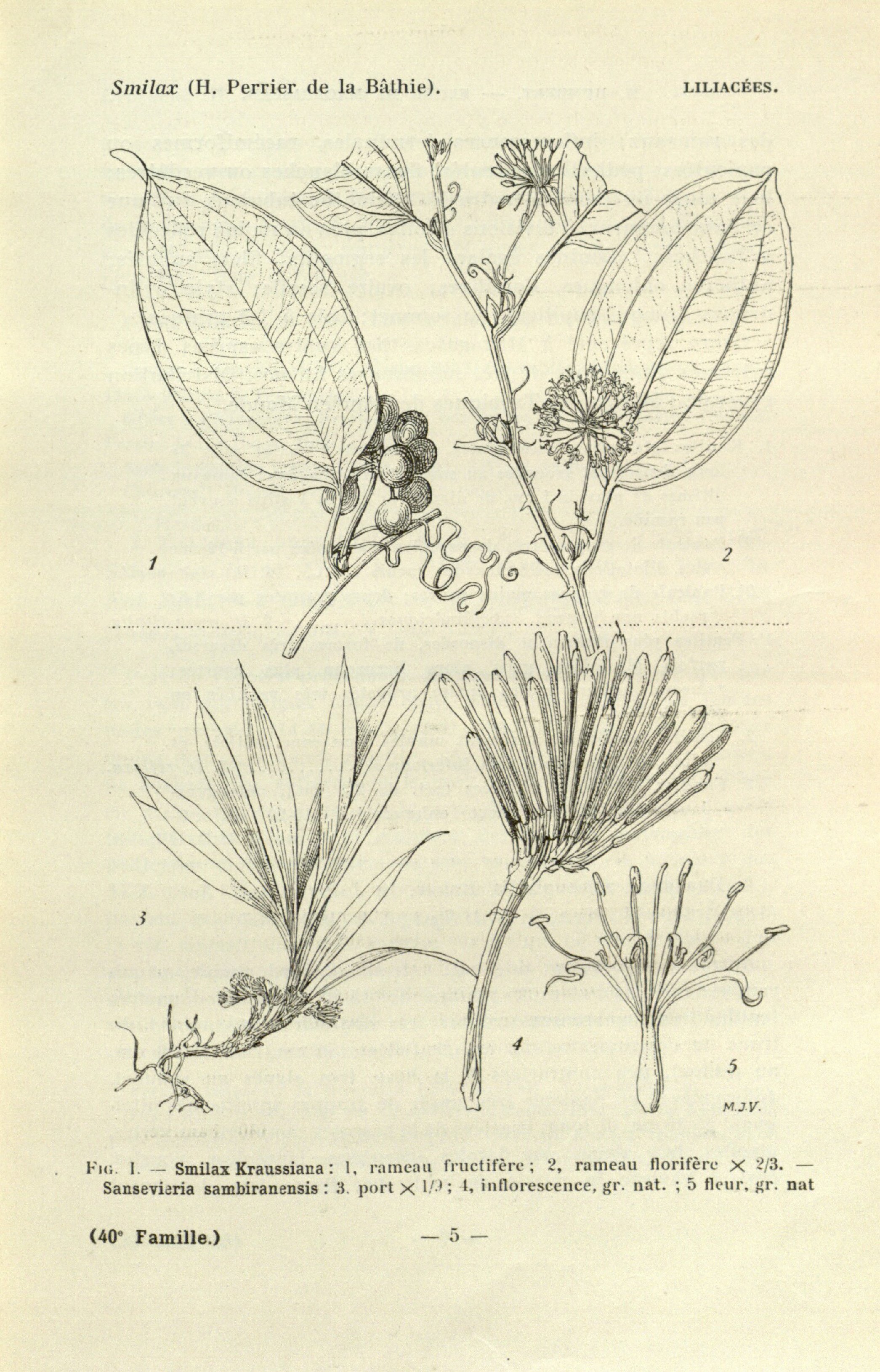 no full size  illustration available (3a)