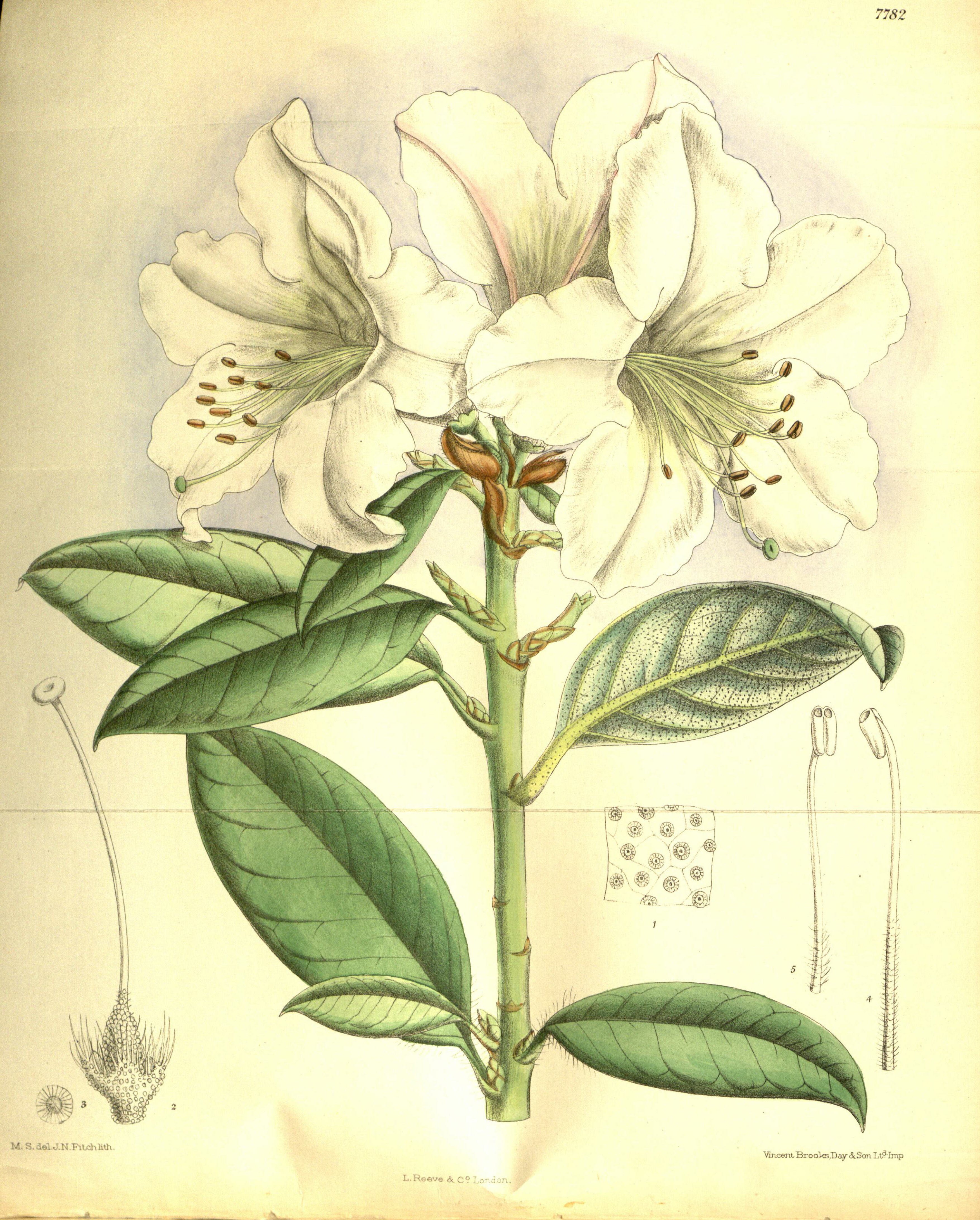 no full size  illustration available (3a)